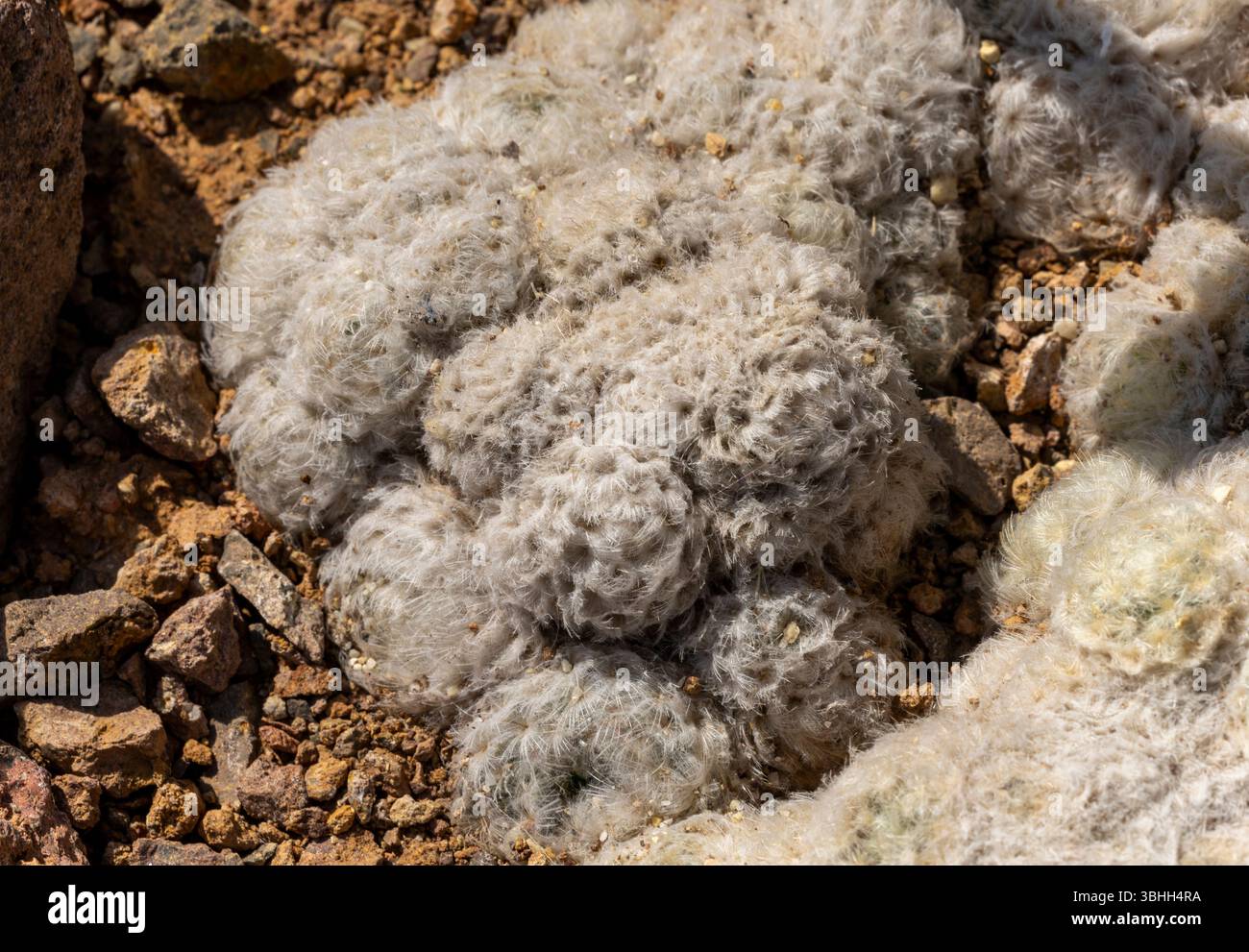 Primo piano del cactus Epithelantha micromeris, un gruppo di soffici cactus bianchi prospera tra terreni rocciosi in un paesaggio desertico illuminato dal sole, in un ambiente arido Foto Stock