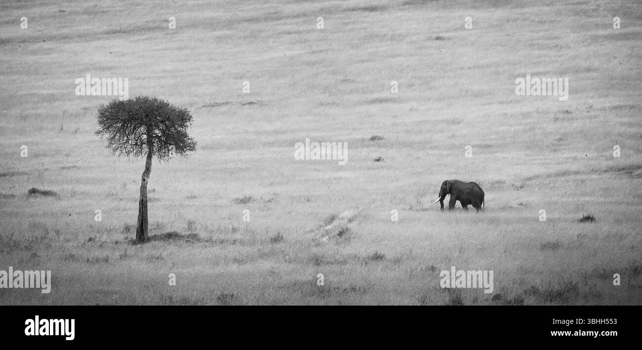 Il grande elefante pascolerà tranquillamente su una prateria aperta, accompagnato da un albero solitario sullo sfondo, sotto un cielo limpido con un ambiente sereno, Keny Foto Stock
