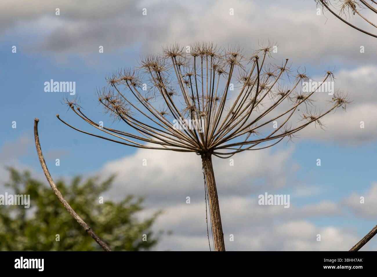 Una grande pianta erbacea nota come comune alghe presenta i suoi caratteristici fiori umbellati bianchi sullo sfondo di un cielo blu circondato dal verde Foto Stock
