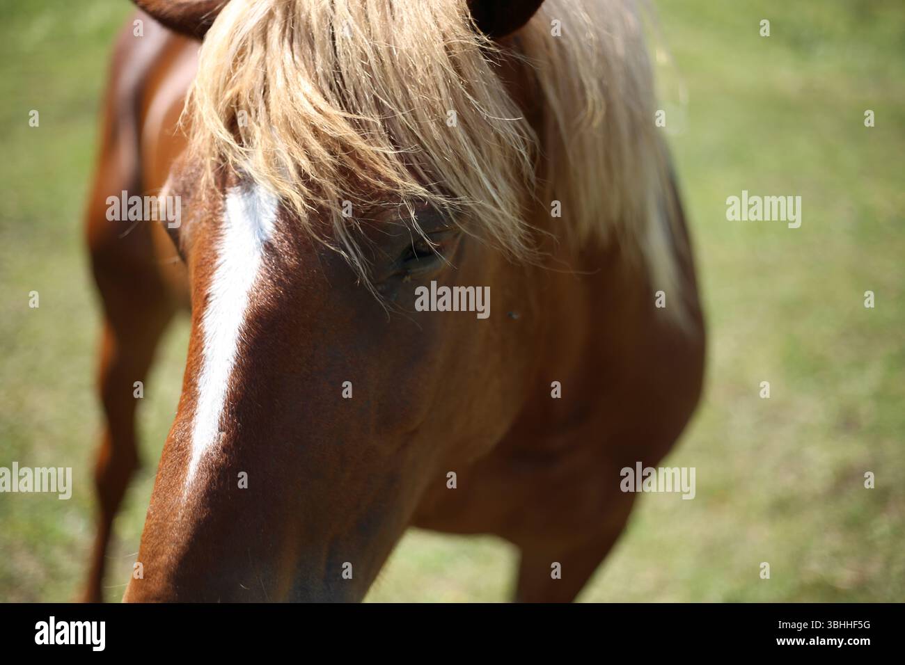 Primo piano di un cavallo bruno con criniera bionda, il suo avambraccio soffia dolcemente nella brezza estiva sotto la calda luce naturale in un campo di erba verde. Foto Stock