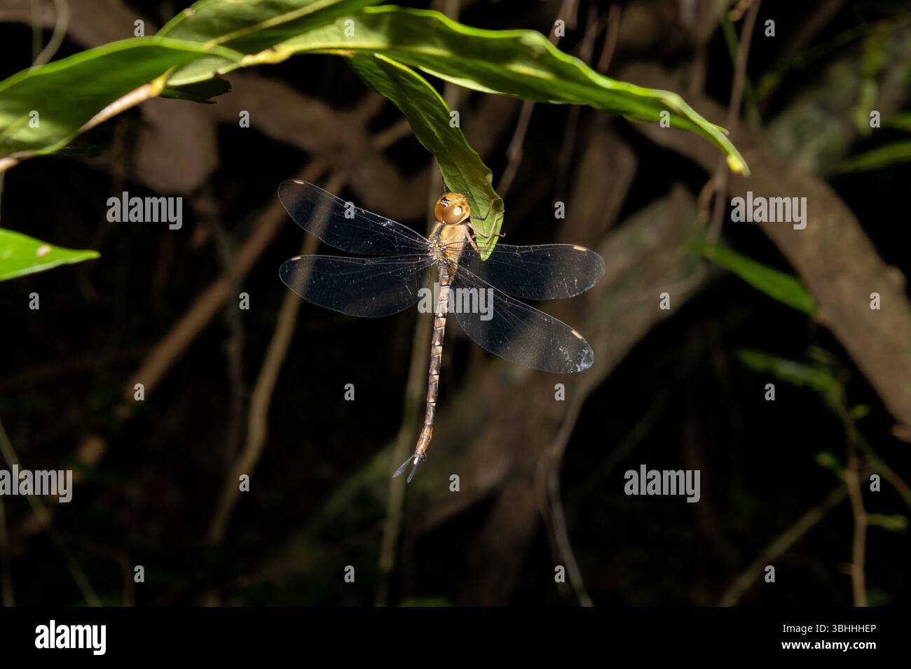 dragonfly appesa a una foglia Foto Stock