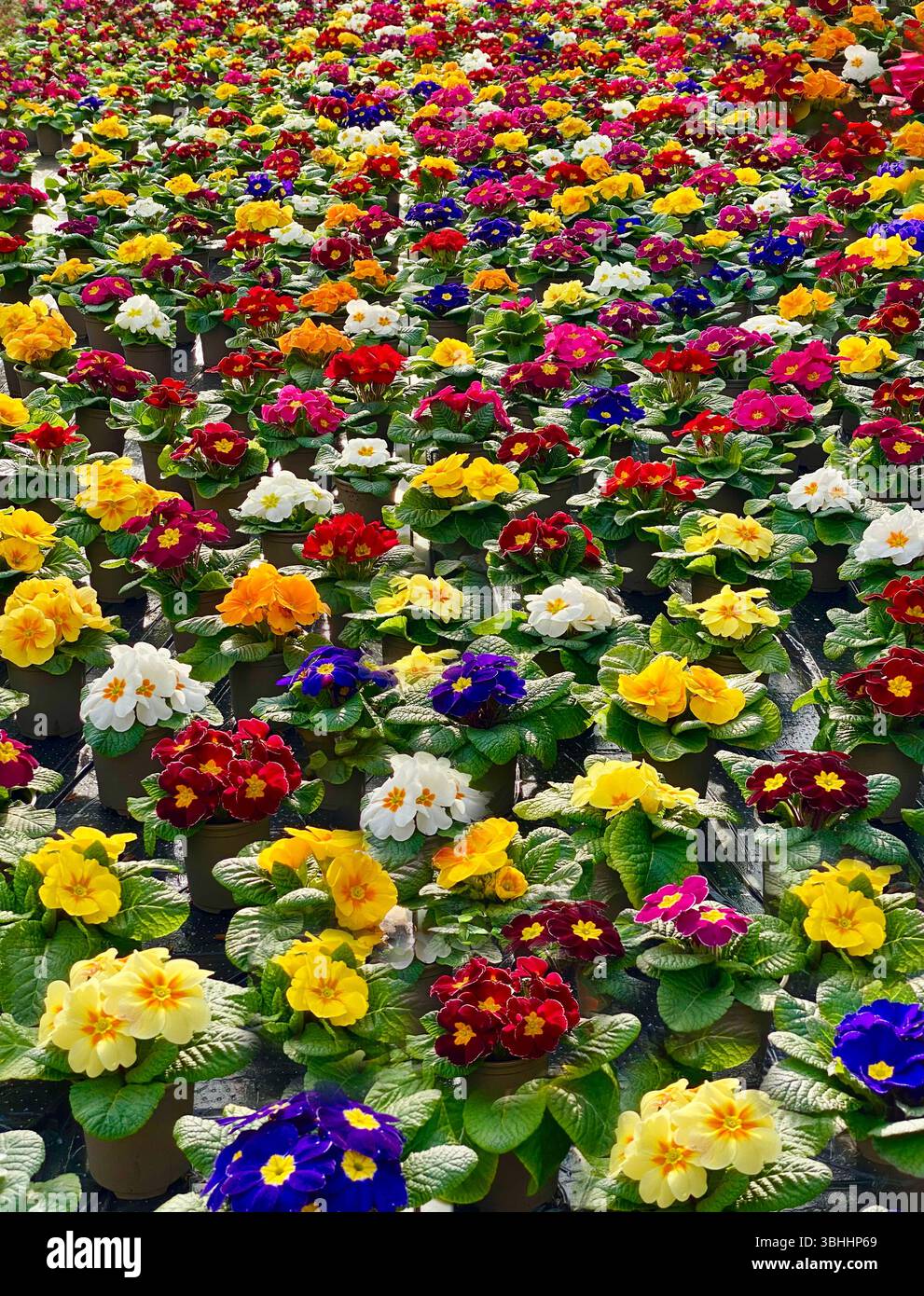 Primulas multicolore sul display Foto Stock