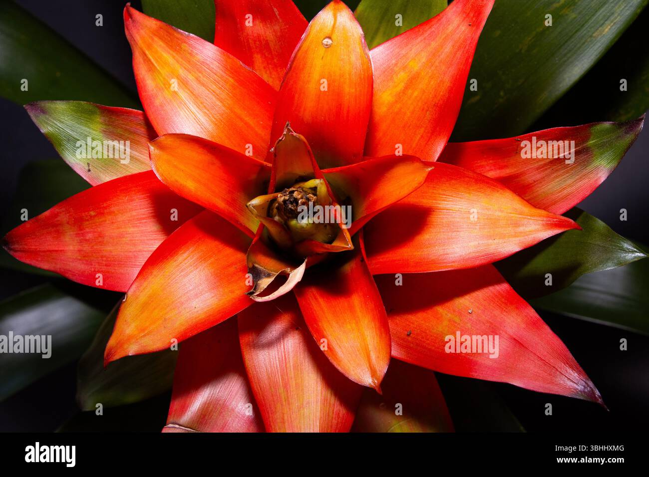 Le bromeliadi sono piante tropicali di epifite che crescono nella parte superiore della foresta. Sono diventate colorate e popolari piante da vaso in tutto il mondo Foto Stock