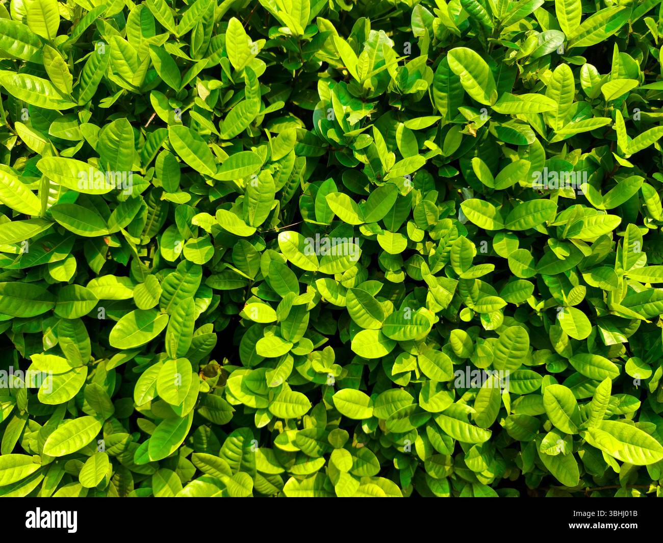 Dettagli dello sfondo della trama della foglia verde Foto Stock