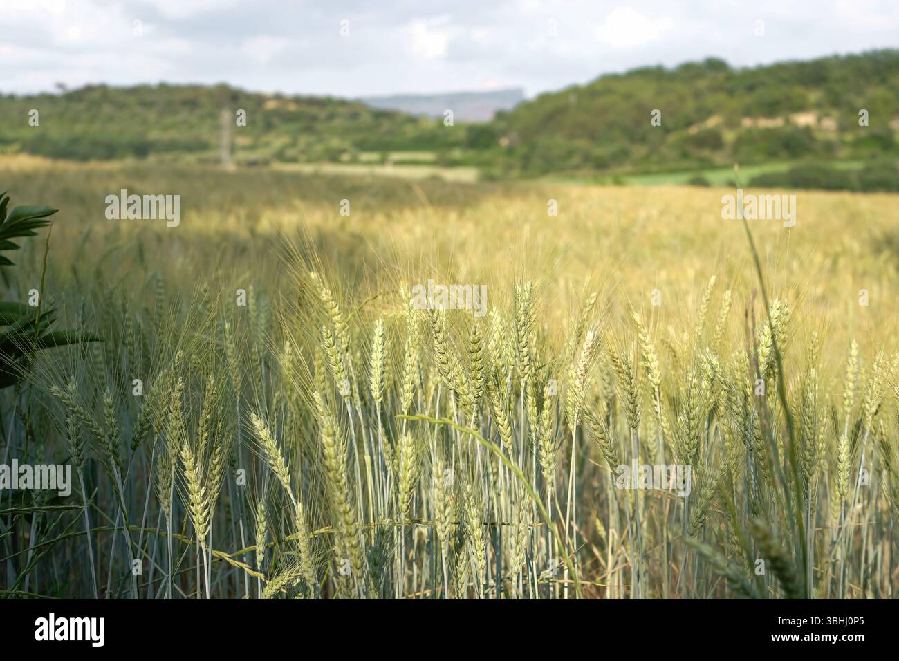 Campo di grano nelle prime fasi di maturazione sullo sfondo di un paesaggio montuoso in Catalogna, Spagna. Grano dell'Unione europea. Foto Stock