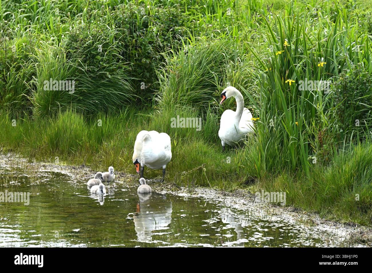 Cigni muti (Cygnus olor) e cignetti su un lago con canne e fogliame di Iris d'acqua Scozia giugno Regno Unito Foto Stock