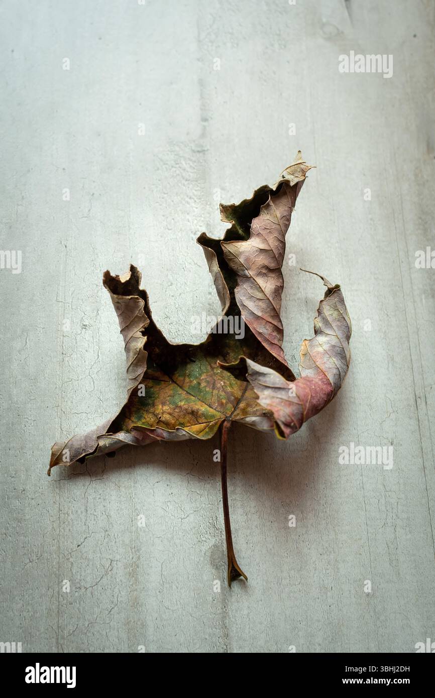Una foglia secca con dettagli intricati imita la forma di un uccello mentre riposa su una superficie intemprata Foto Stock