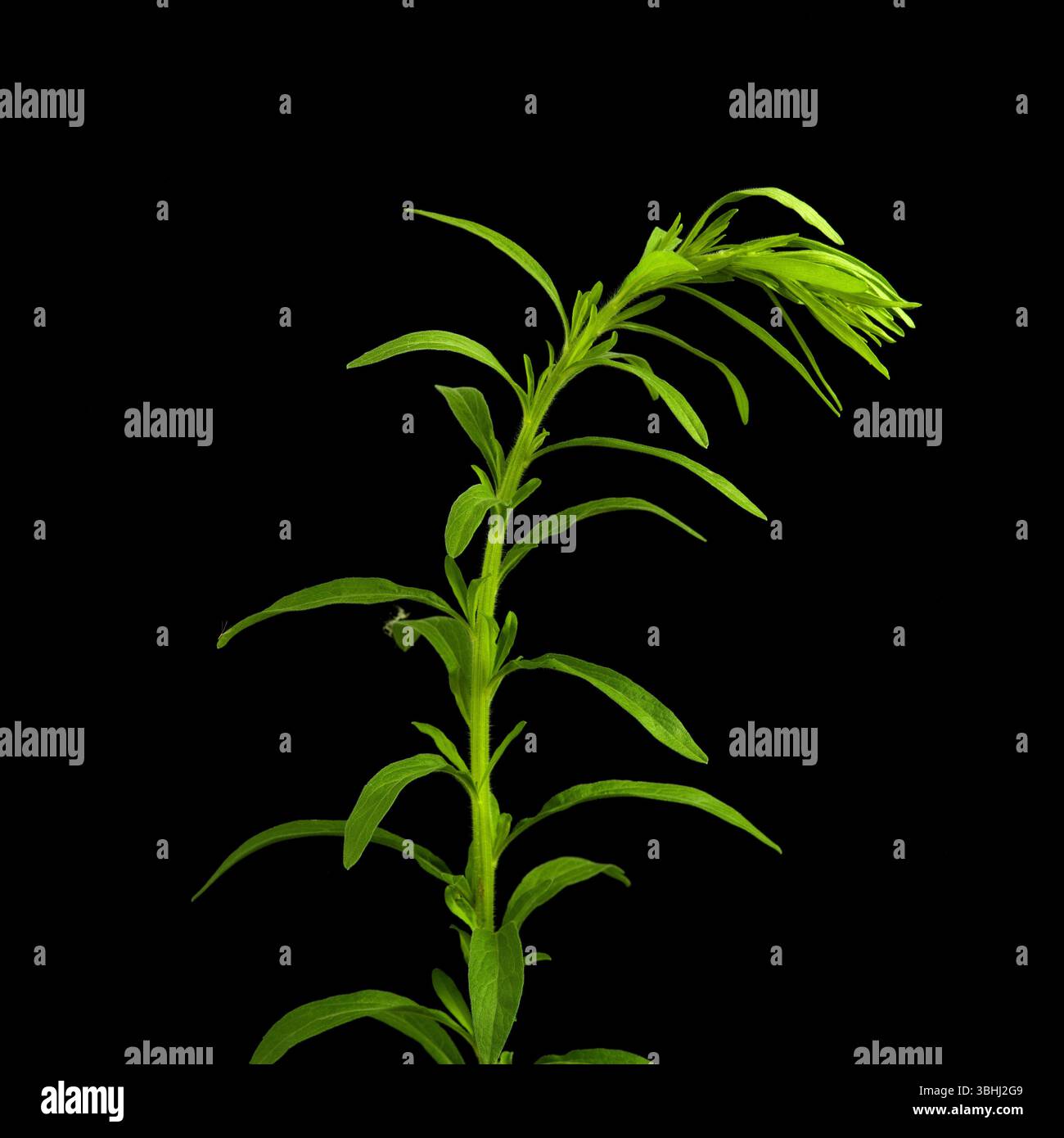 La vivace pianta verde mostra il suo gambo alto e delicate foglie allungate su uno sfondo scuro, evidenziando texture e colori naturali. Foto Stock