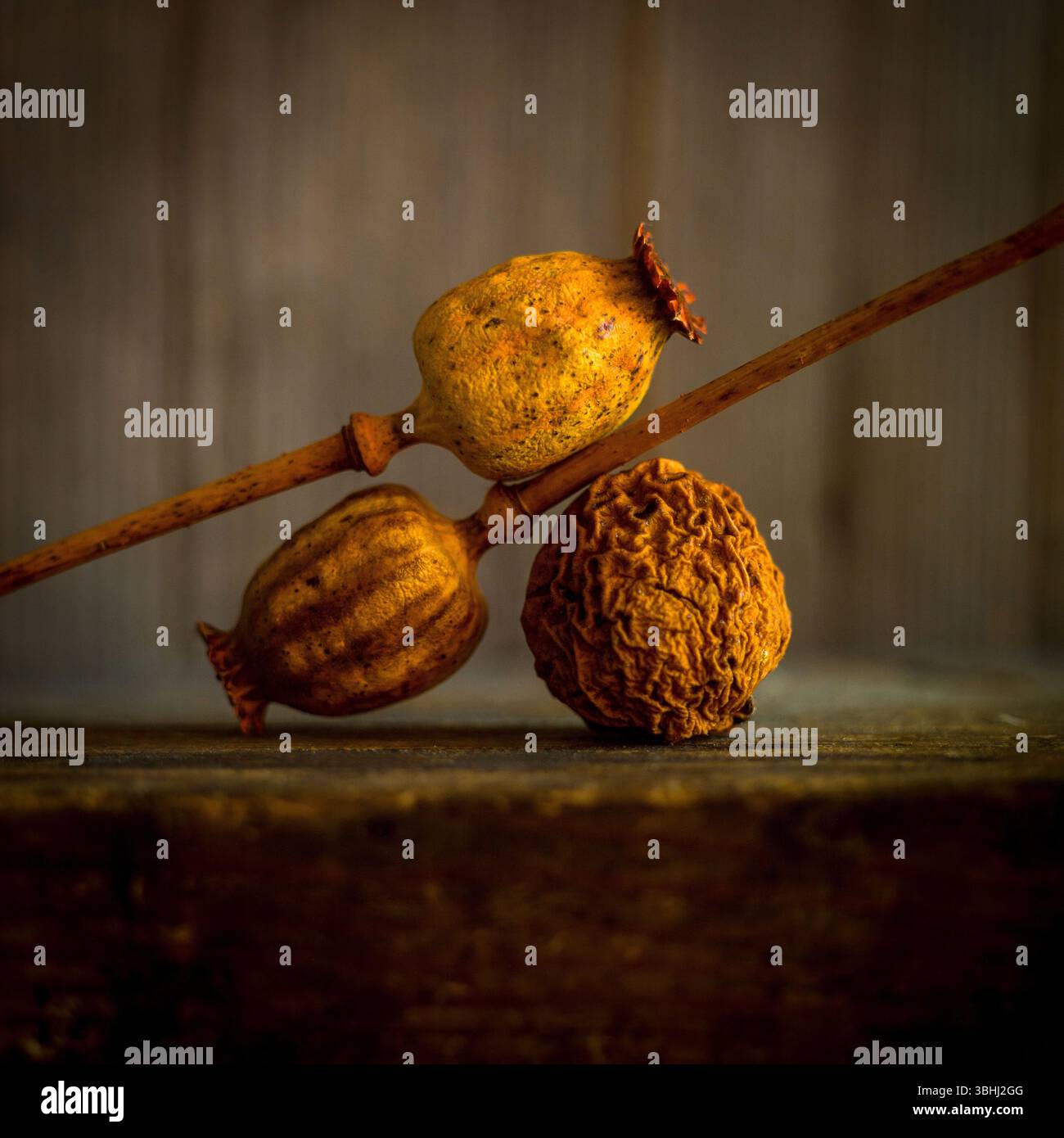 Tre teste di semi di papavero essiccati sono posizionate con i relativi steli intrecciati Foto Stock