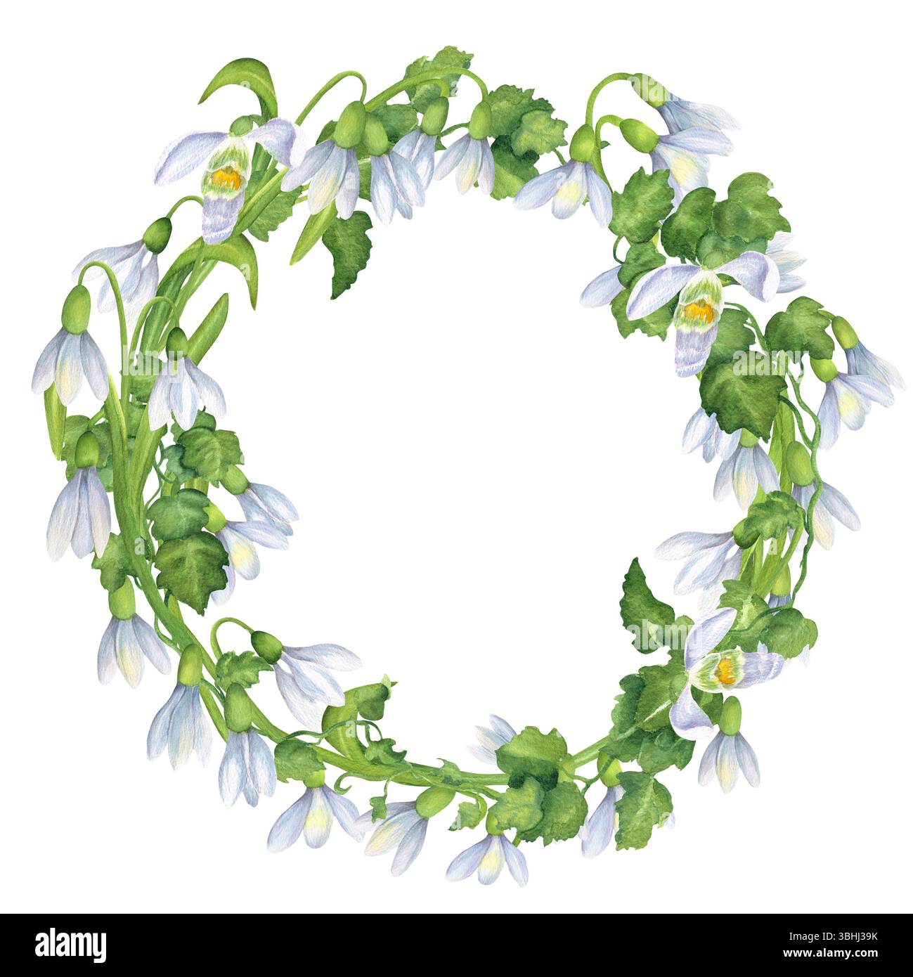 Corona primaverile di fiori di gocce di neve bianche, edera e foglie verdi. Elegante corona floreale. Cornice circolare di fiori. Molla a molla. Waterco disegnato a mano Foto Stock