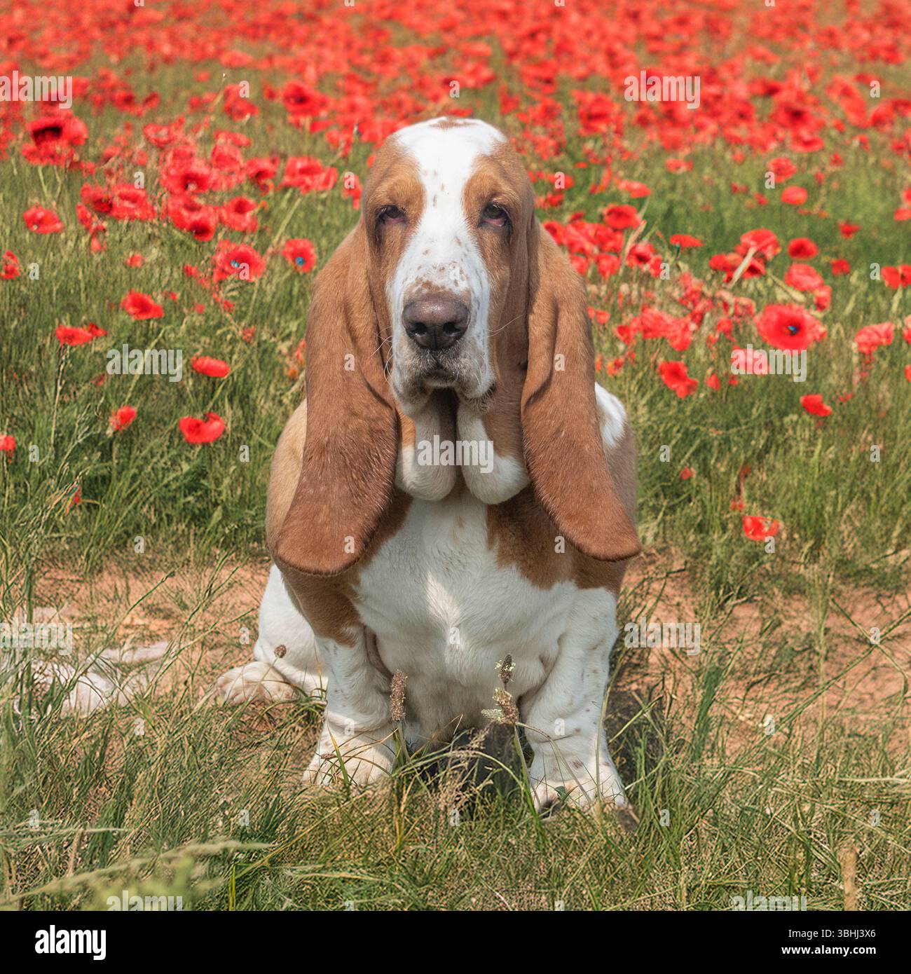 Basset hound seduto in un campo di papaveri Foto Stock
