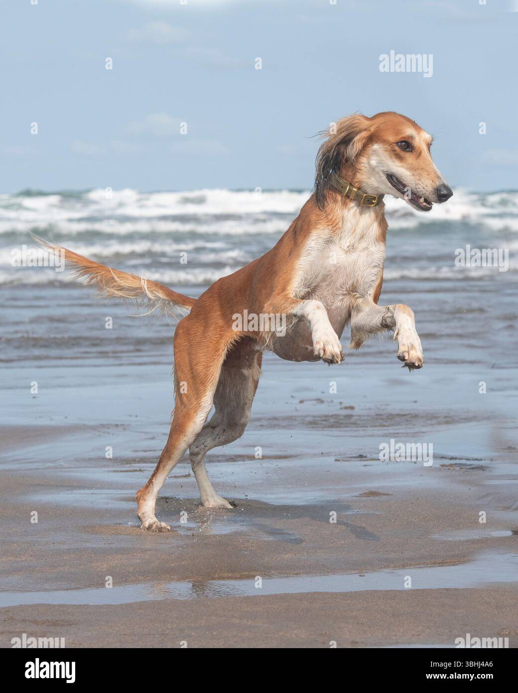 il cane saluki corre sulla spiaggia Foto Stock
