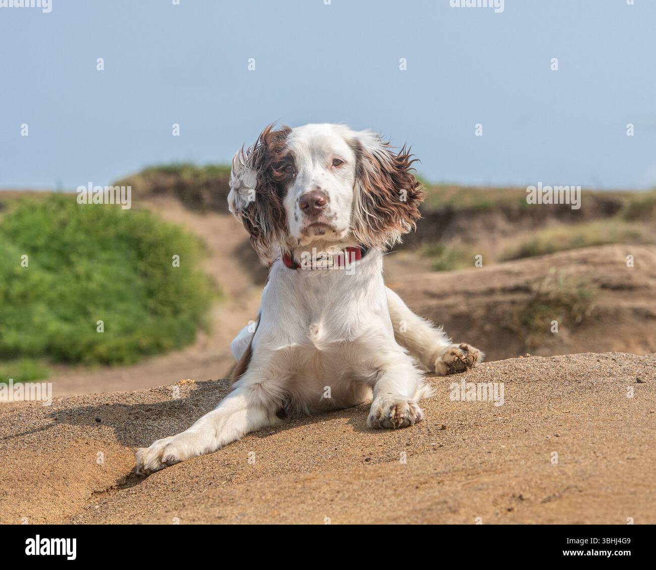 Sprocker Spaniel Foto Stock