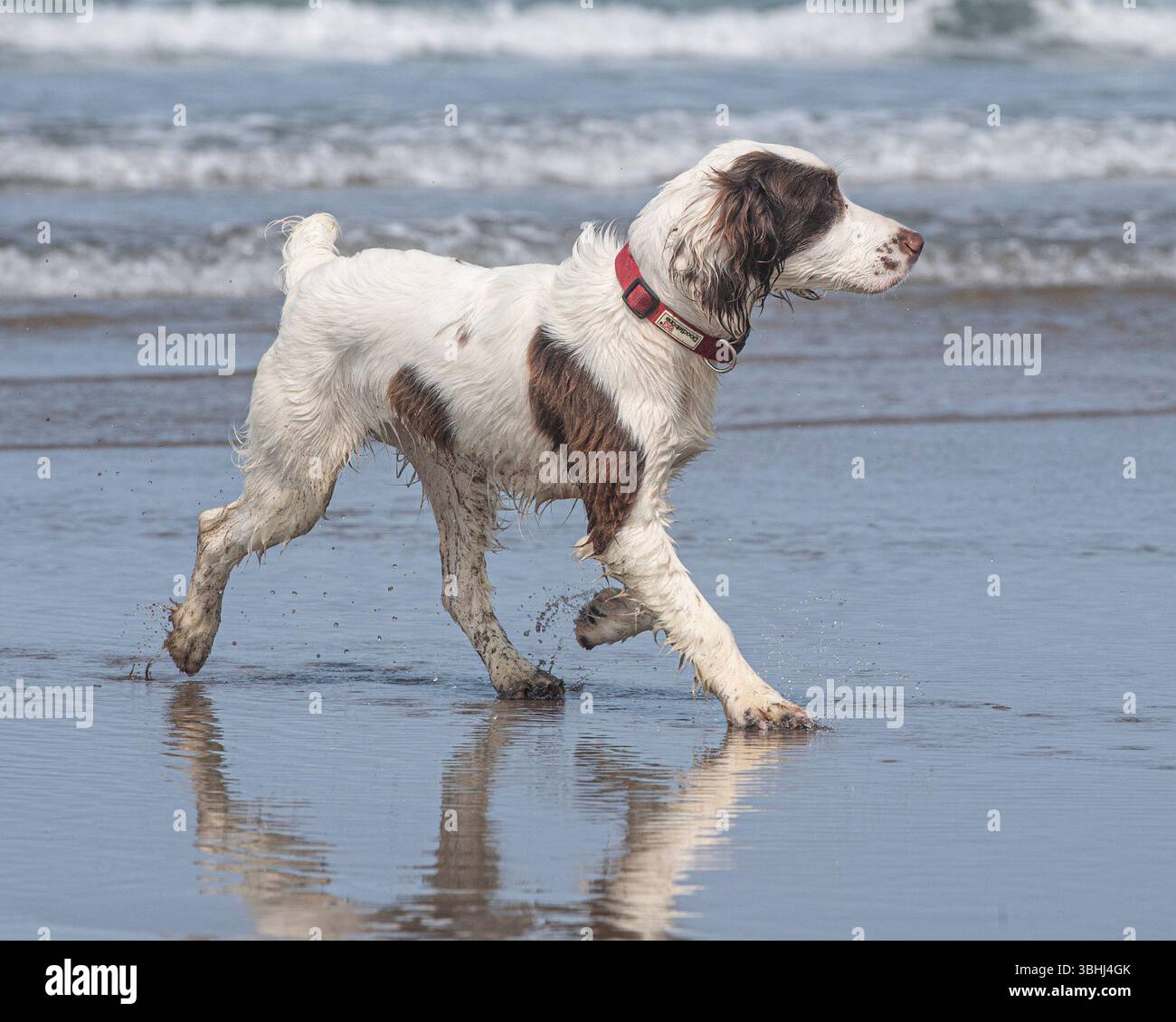 spaniel di scecker che corre sulla spiaggia Foto Stock