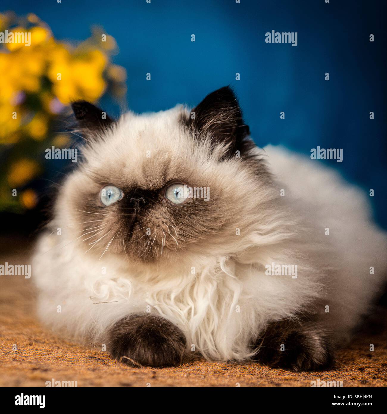 gattino himalayano Foto Stock