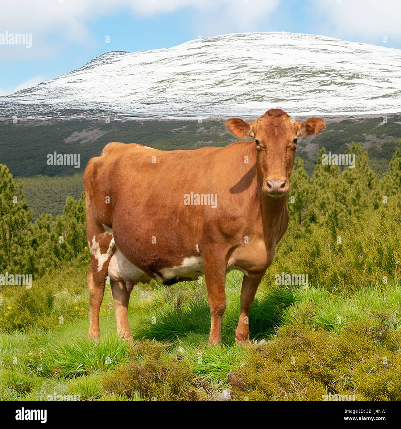 mucca da latte marrone nel campo invernale, neve sulle colline Foto Stock