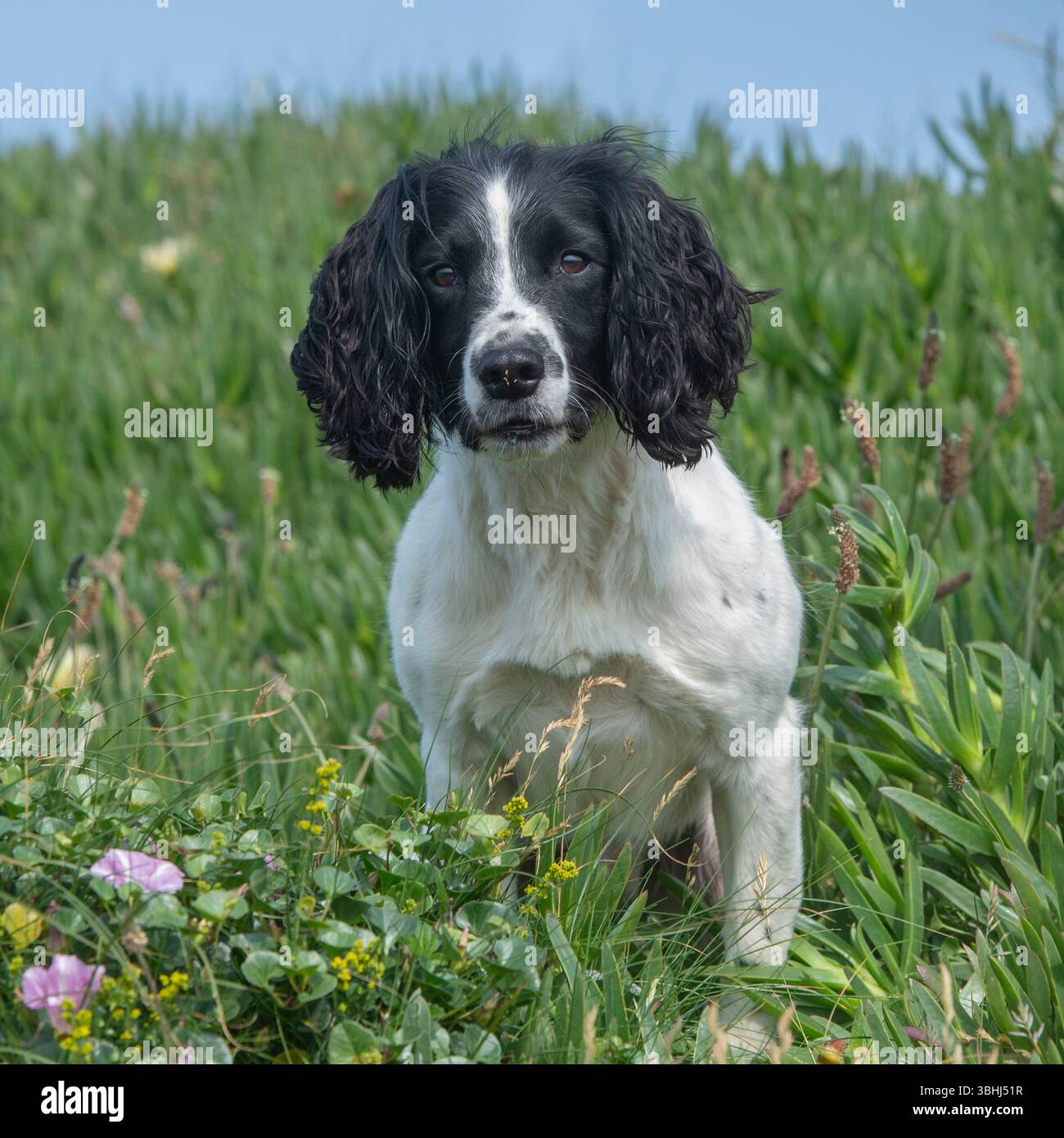 spaniel inglese springer seduto nel verde Foto Stock