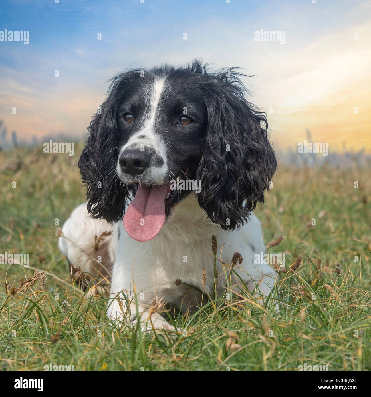 spaniel inglese springer steso sull'erba con tramonto Foto Stock