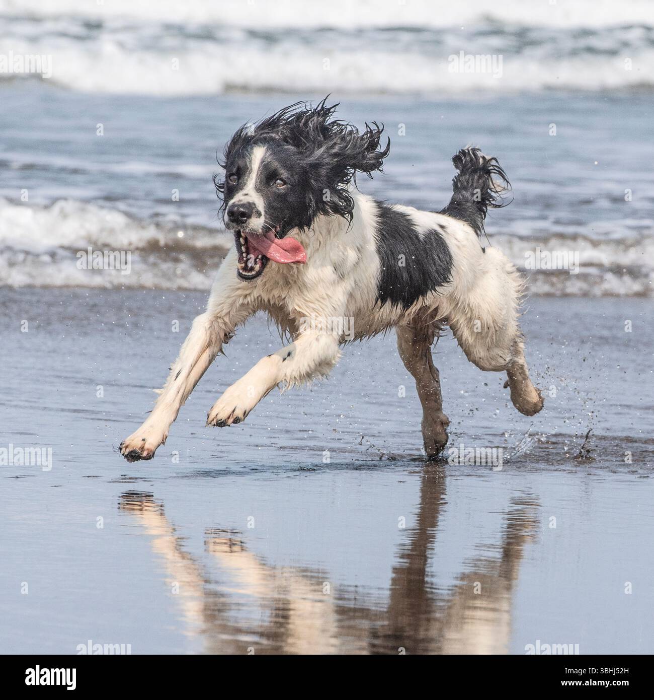spaniel inglese springer che scorre attraverso l'acqua nel mare Foto Stock