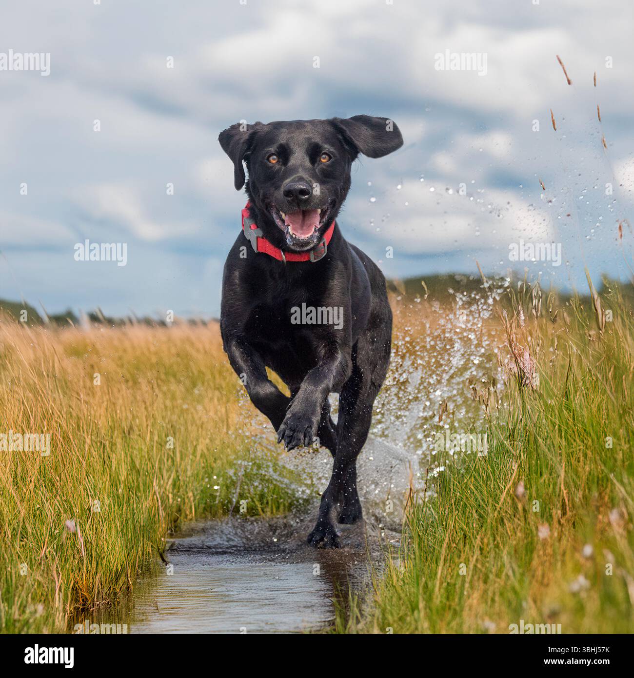 black labrador retriever che attraversa un prato d'acqua Foto Stock