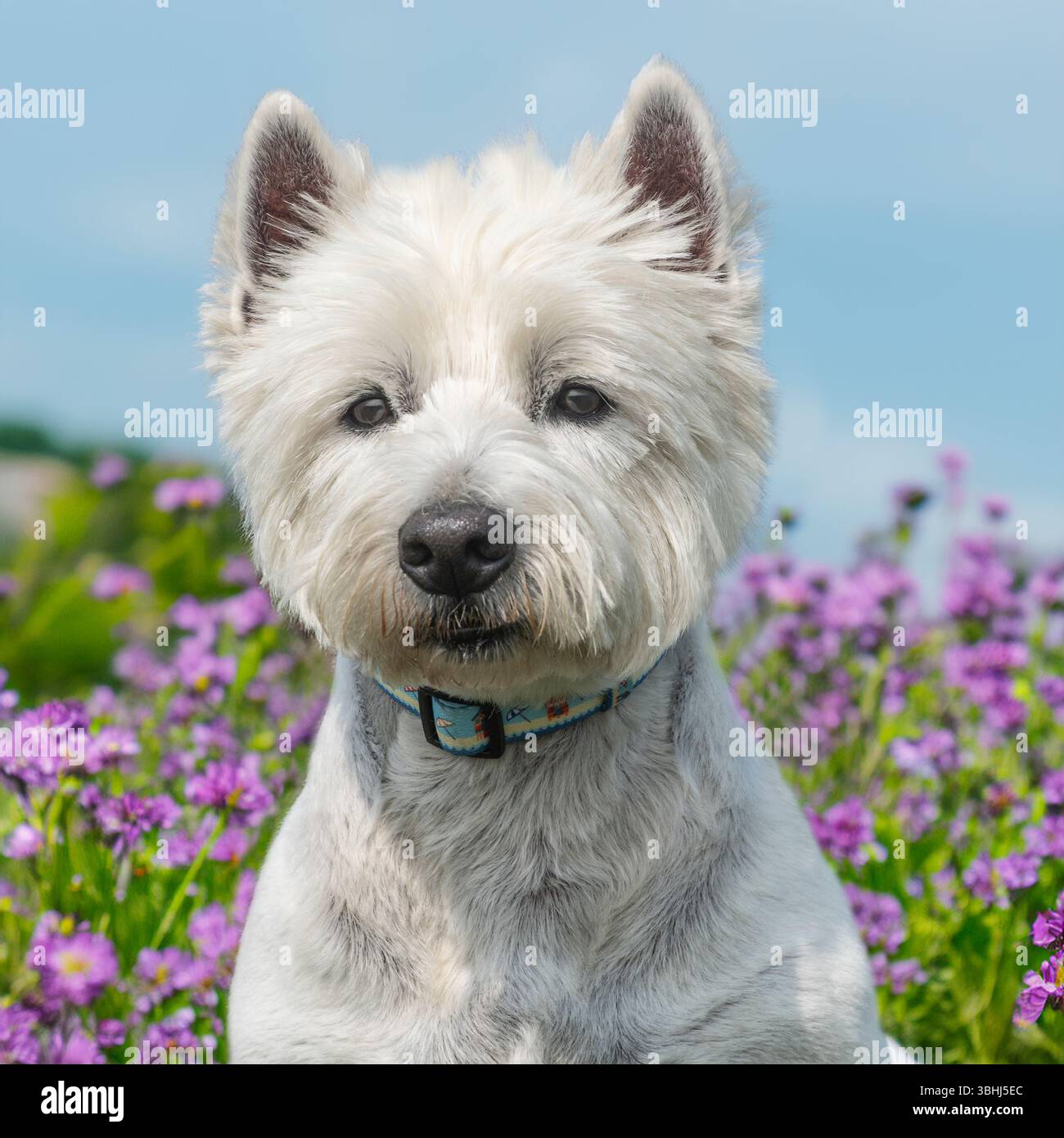 West Highland White Terrier seduto in fiori estivi Foto Stock