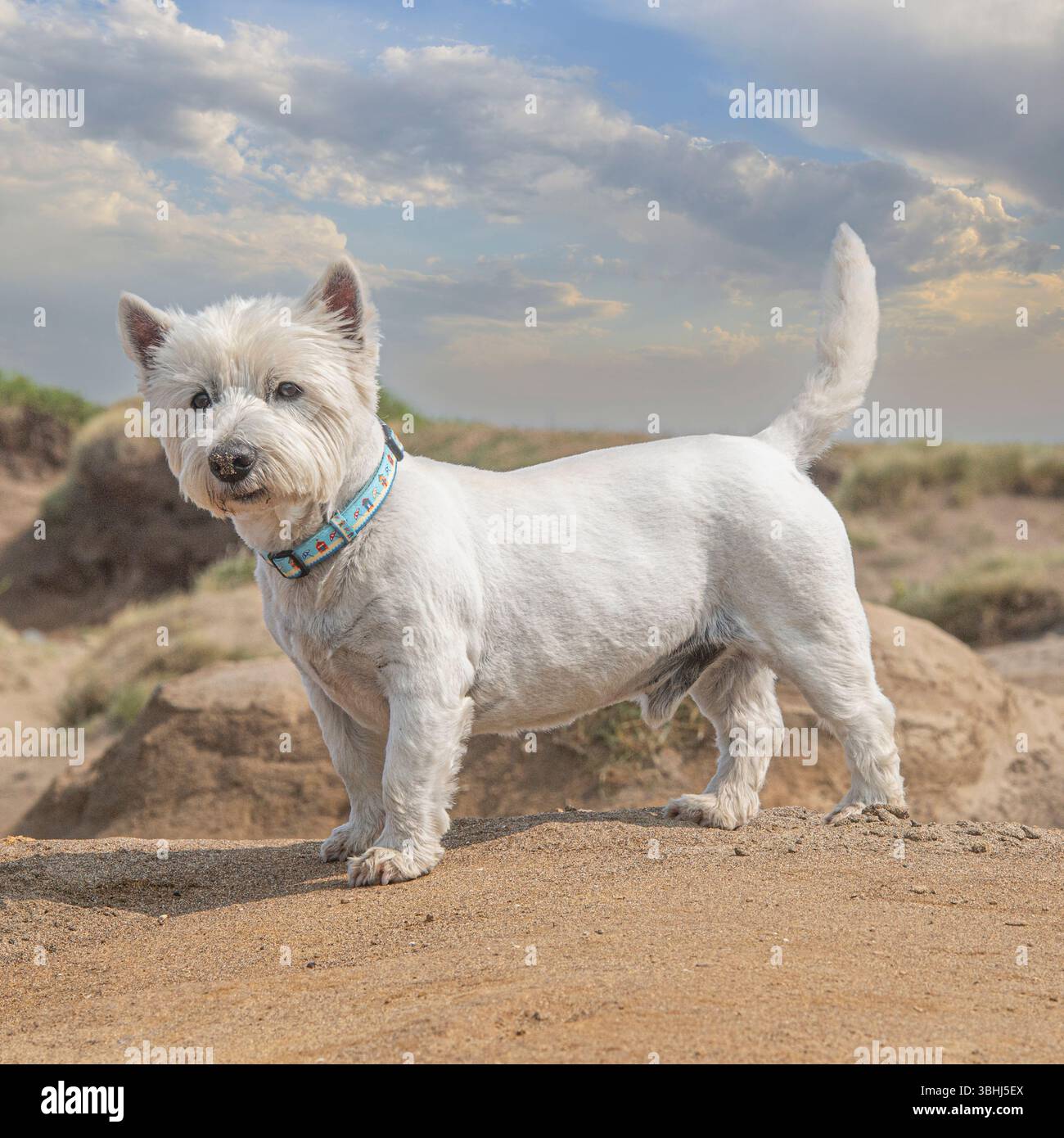West Highland White Terrier Foto Stock
