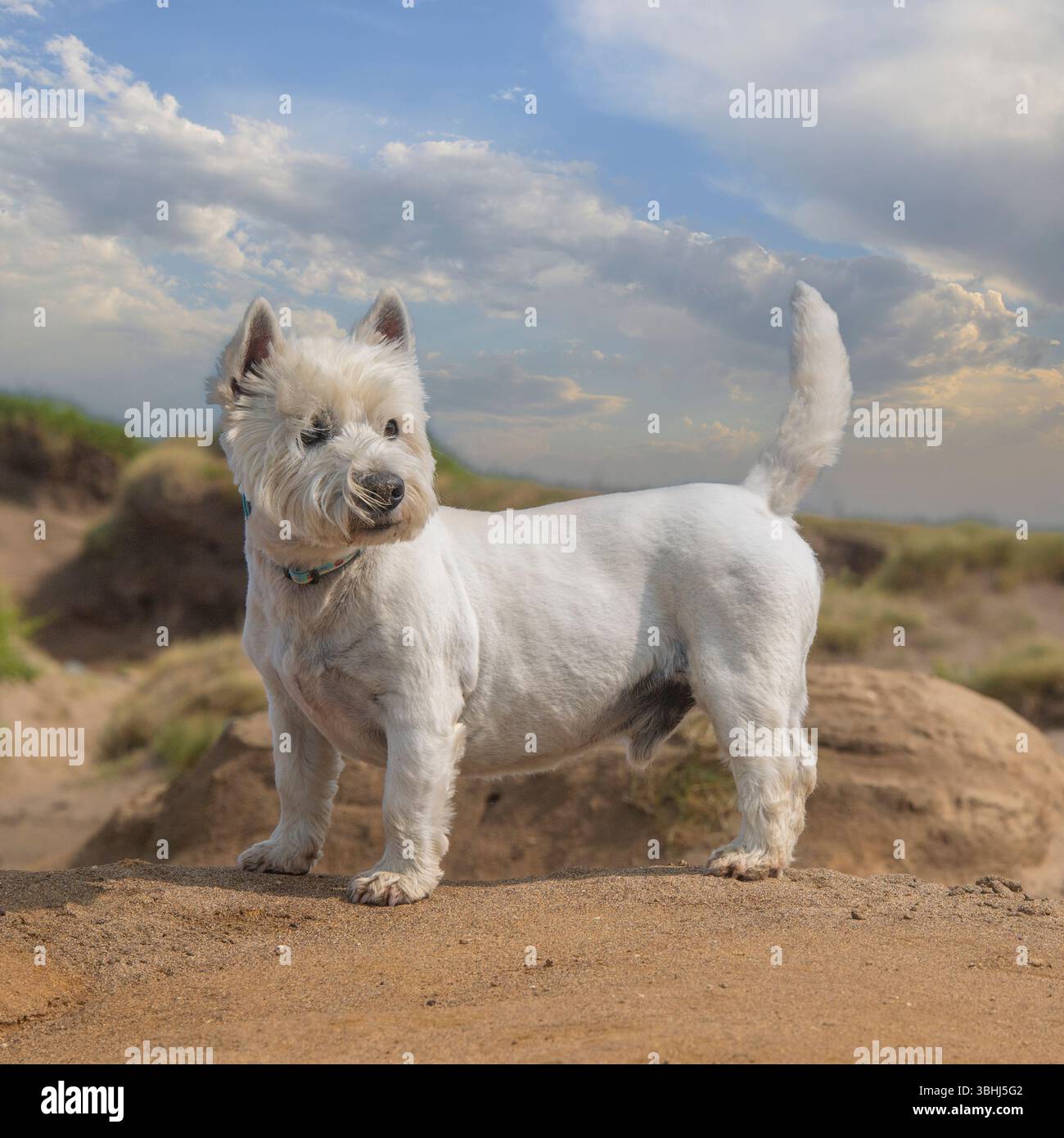 Cane del West Highland White Terrier in piedi tra le dune di sabbia Foto Stock