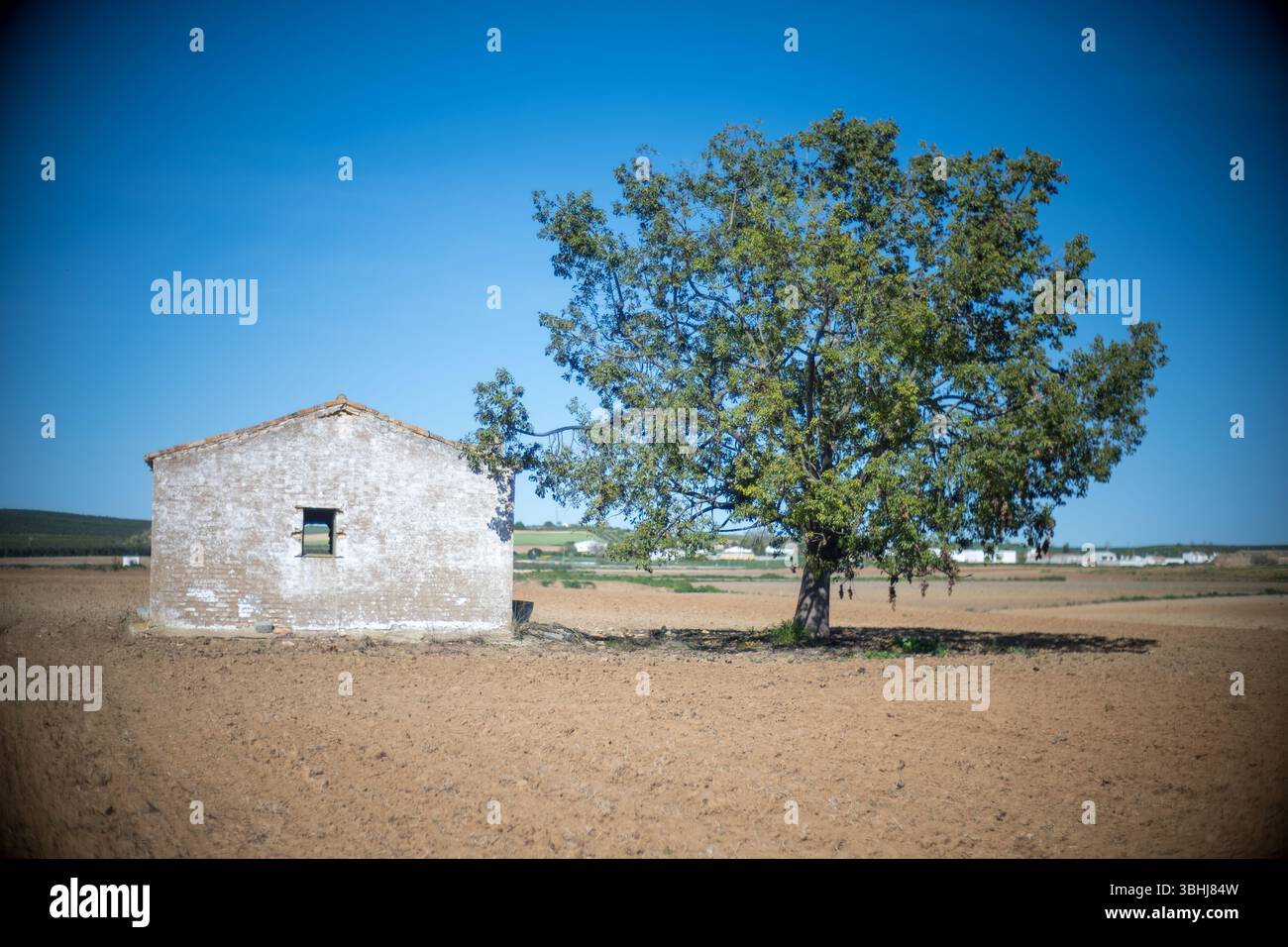 Un albero di noce e una casa di campagna deserta si trovano in un vasto campo coltivato nella campagna di Siviglia, mostrando la tranquillità rurale. Foto Stock