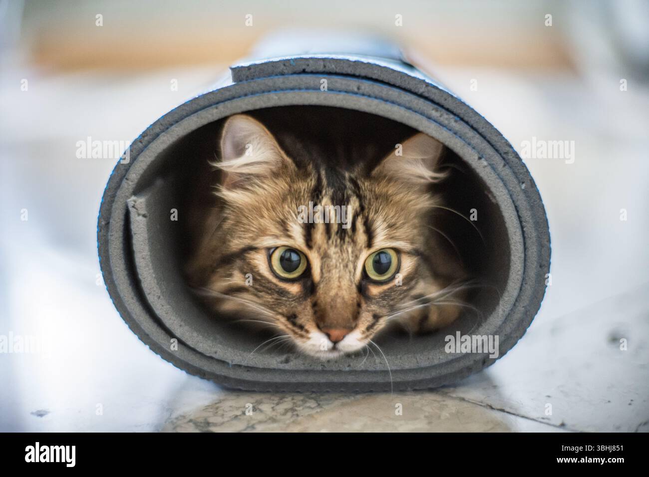 Un gatto giocoso si nasconde all'interno di un tappetino da yoga arrotolato, mostrando la sua curiosa natura in una stanza calda e invitante dai toni neutri. Foto Stock