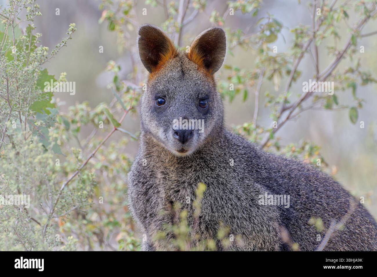Un wallaby pallido grigio e marrone palude (Wallabia bicolor) guarda nella fotocamera che alimenta i cespugli del parco nazionale Brisbane Ranges, Victoria, Australia Foto Stock