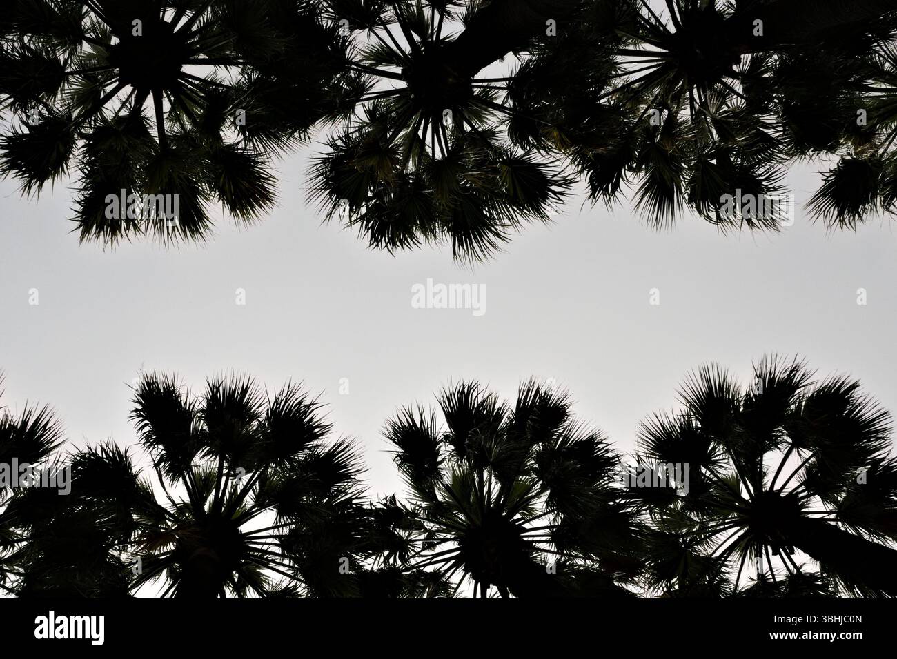 Guardando verso l'alto le file di palme che formano un motivo simmetrico con un cielo nuvoloso bianco tra le due parti, cornice naturale ideale per il layout di testo o branding Foto Stock