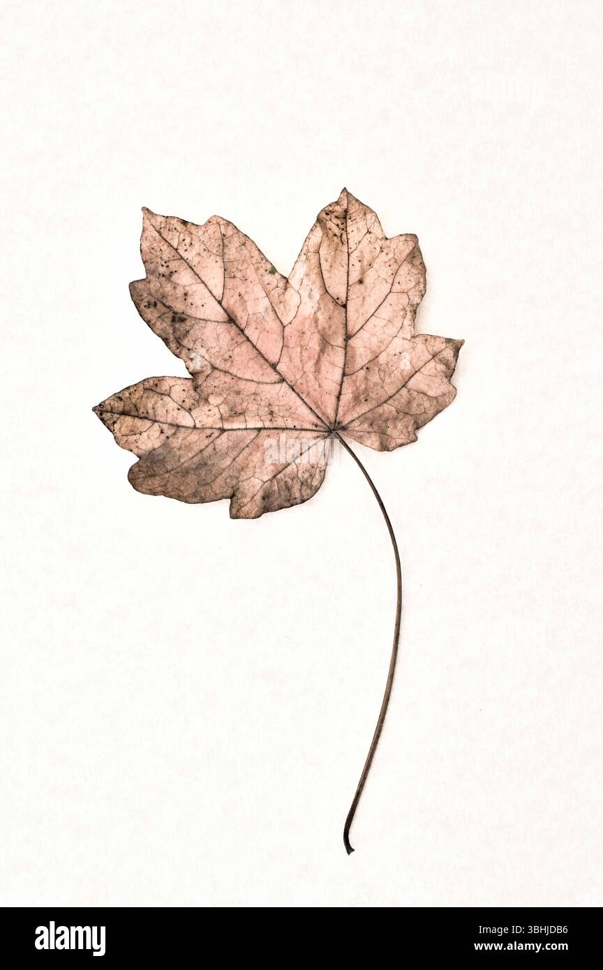 Singola foglia autunnale marrone rosa e gambo di acero siepe con fondo liscio Foto Stock