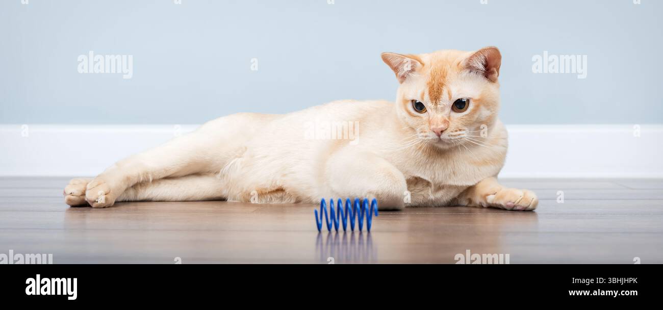 Il gatto birmano gioca con il giocattolo primavera blu in interni minimalisti. Copia spazio. Foto Stock