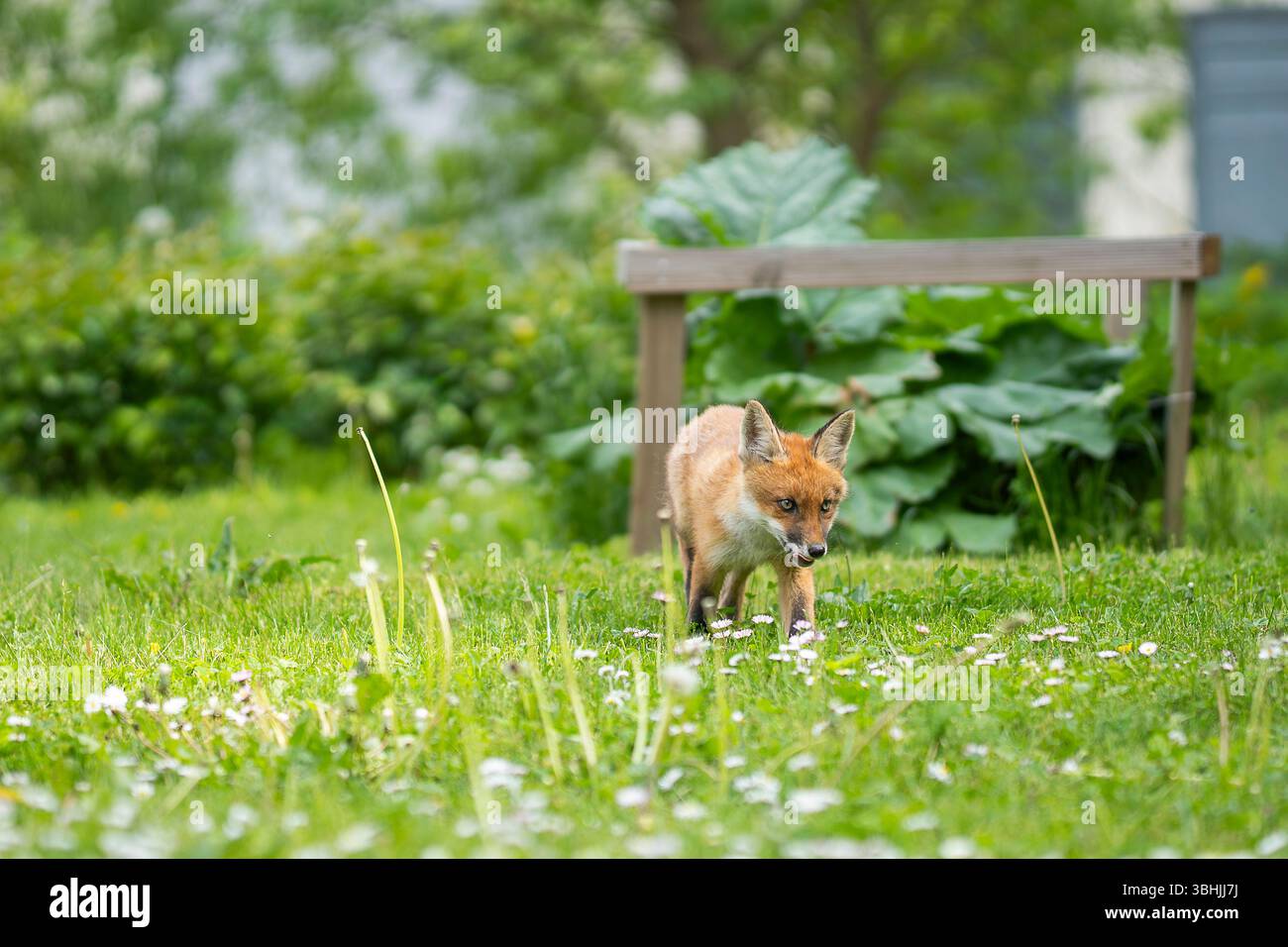 Urban Fox. Cucciolo di volpe rossa che cammina in giardino. Cucciolo di volpe urbano che esplora il giardino. Foto Stock