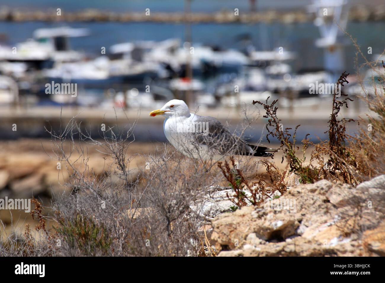 Gabbiano arroccato su una vegetazione costiera arida con sfondo sfocato, atmosfera mediterranea estiva, luce solare brillante. Foto Stock