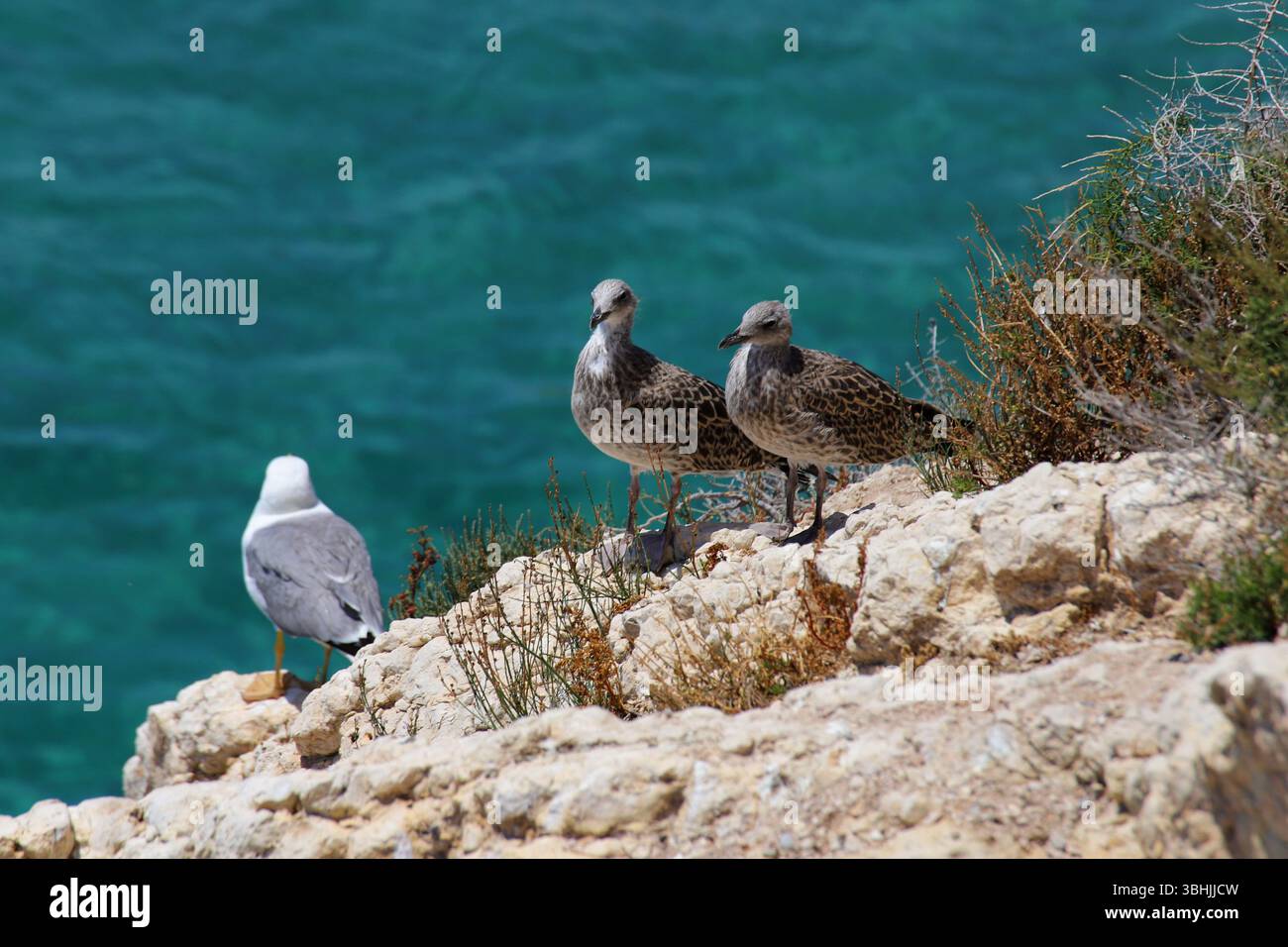 Due giovani gabbiani e un adulto sulla scogliera rocciosa del Mediterraneo sopra il mare turchese, con la luce del sole sulla scena della fauna costiera. Foto Stock