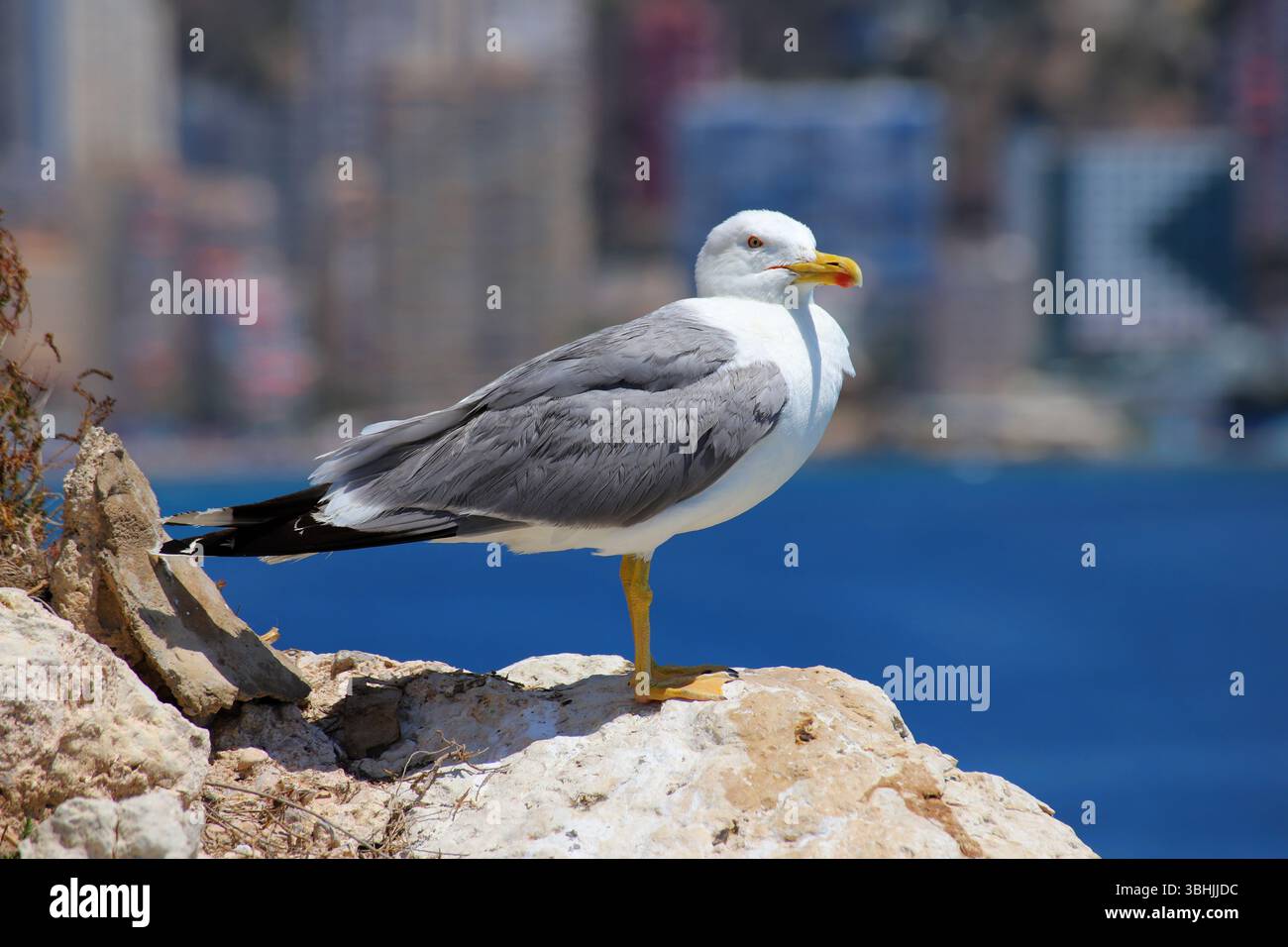 Gabbiano arroccato sulla roccia costiera con skyline urbano sullo sfondo, dettagli nitidi e contrasto tra natura e paesaggio urbano. Foto Stock