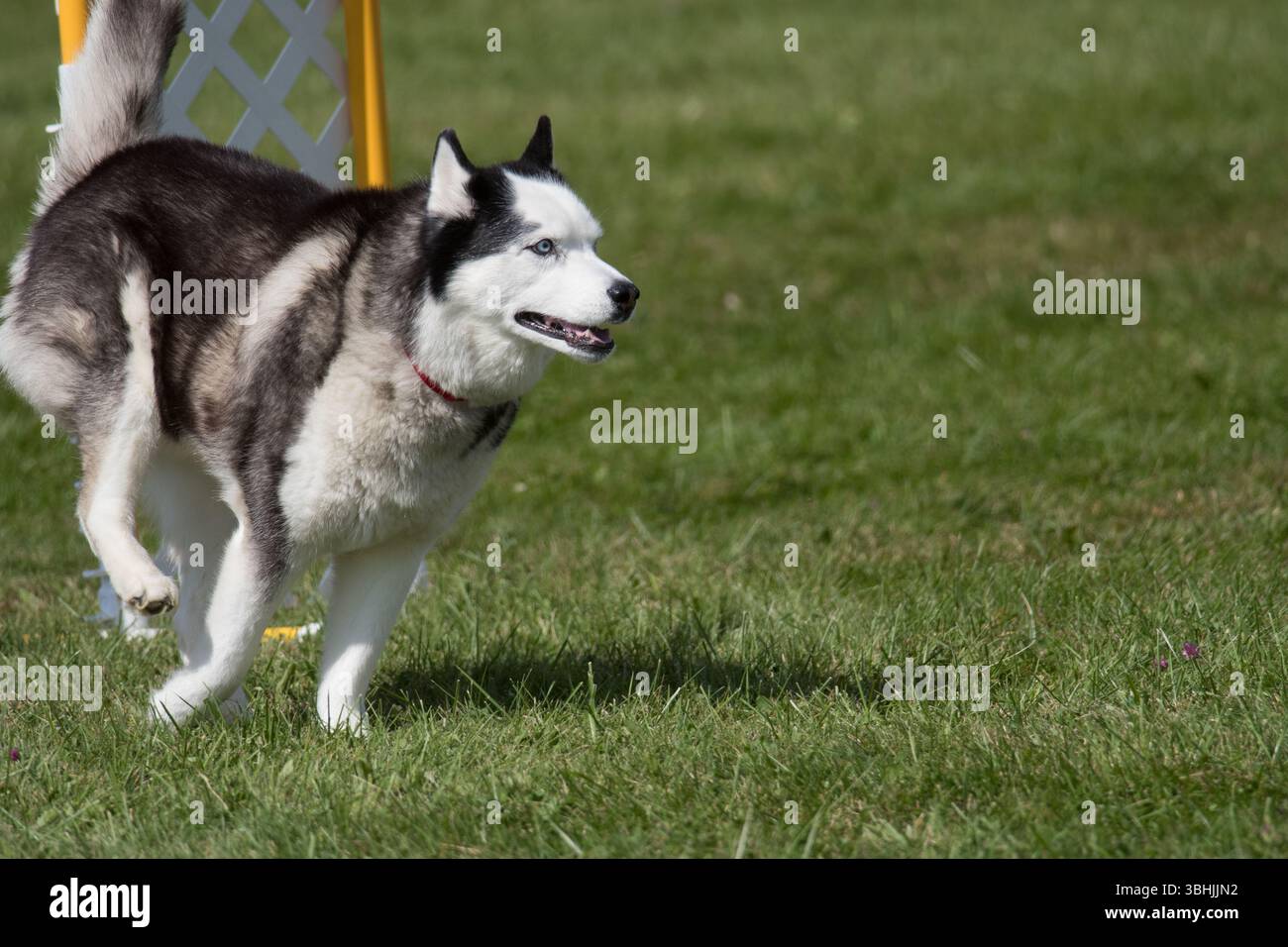 Alaskan Malamute corre su un percorso di agilità Foto Stock