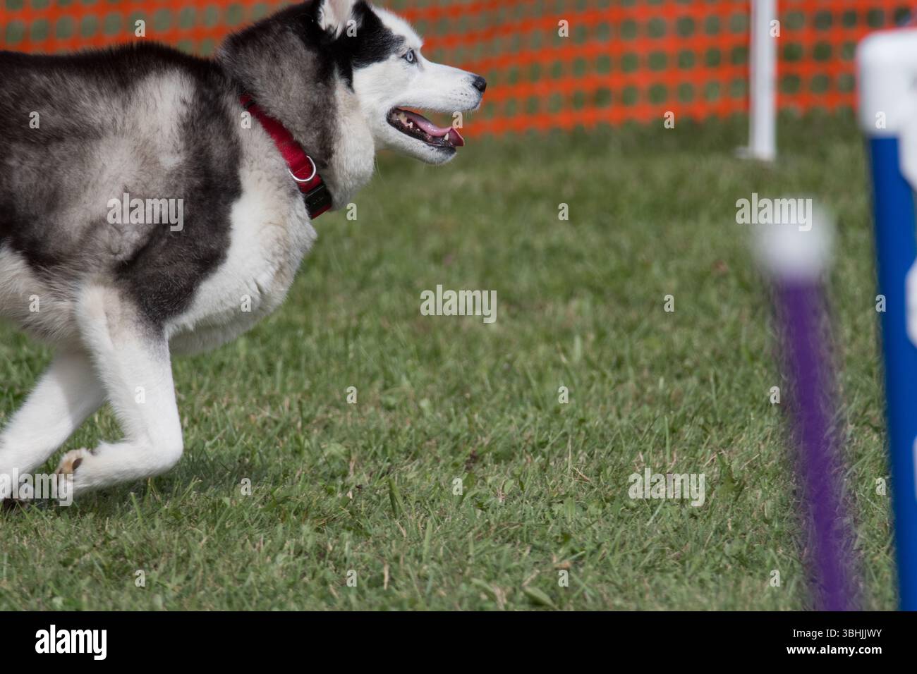 Alaskan Malamute corre di profilo durante l'agilità Foto Stock