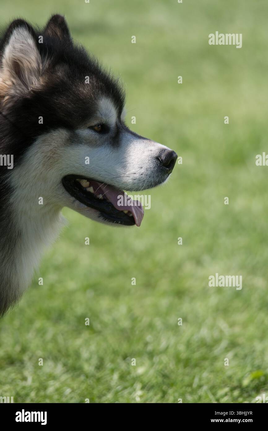Ritratto di primo piano dell'Alaska Malamute Foto Stock