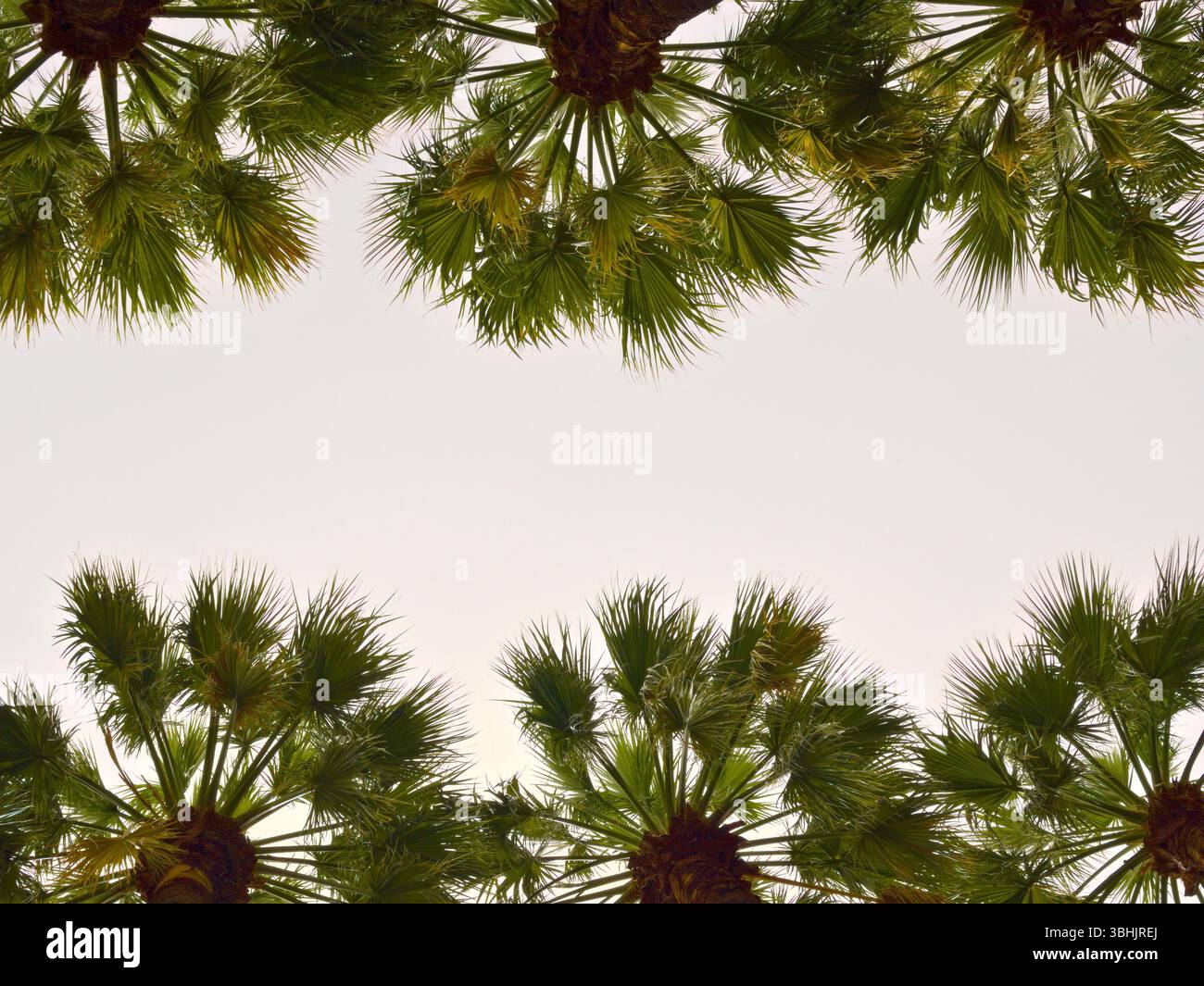 viale simmetrico delle palme sotto il cielo arancione pastello all'ora d'oro, catturato dal basso con fronde visibili e calde tonalità del tramonto. Foto Stock