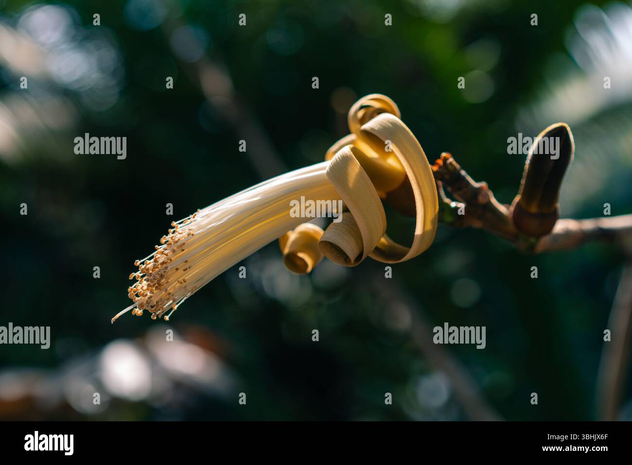 Fiore di Pachira aquatica, è un albero di palude tropicale della famiglia Malvaceae. giappone. Foto di alta qualità Foto Stock