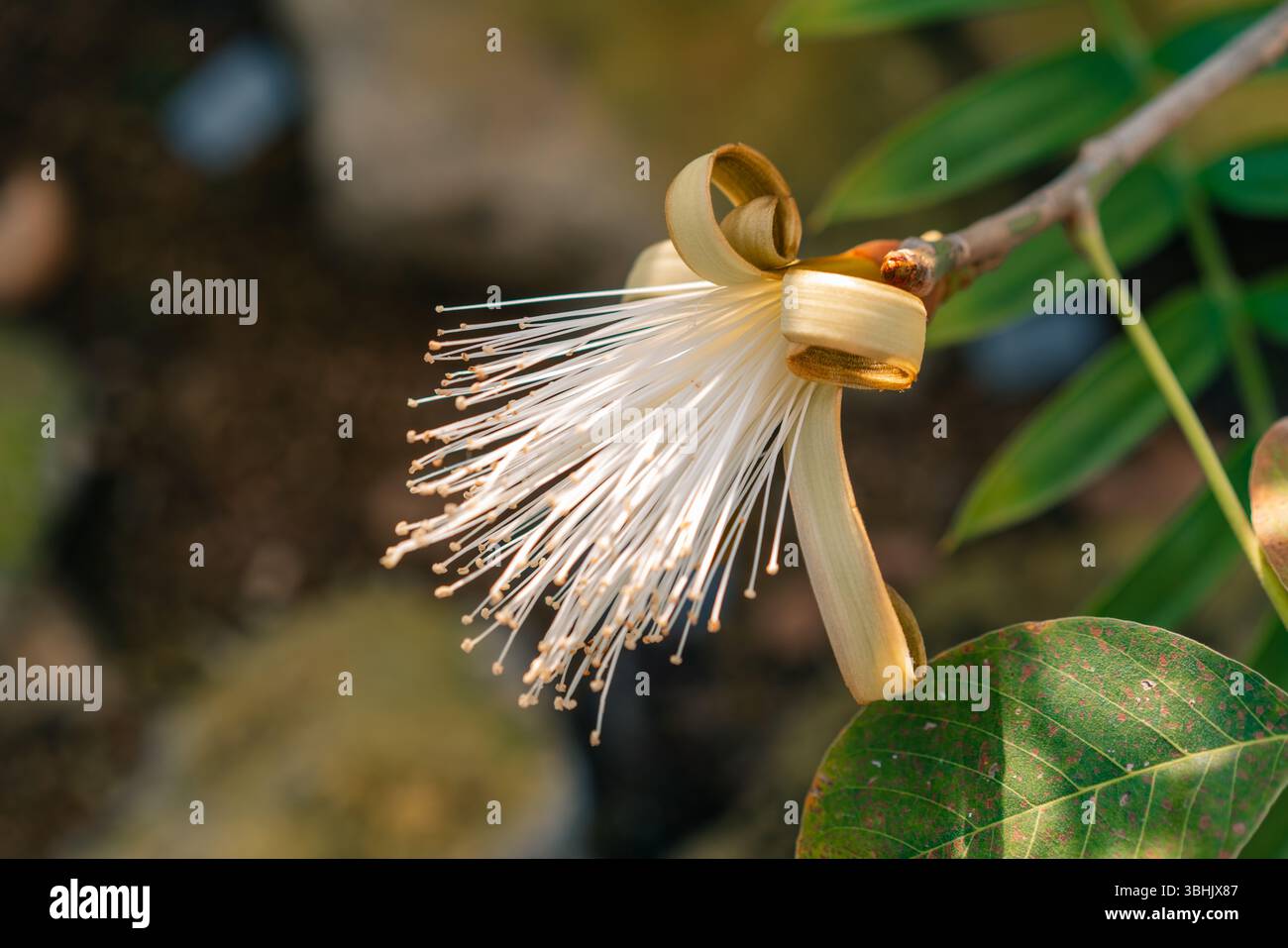 Fiore di Pachira aquatica, è un albero di palude tropicale della famiglia Malvaceae. giappone. Foto di alta qualità Foto Stock