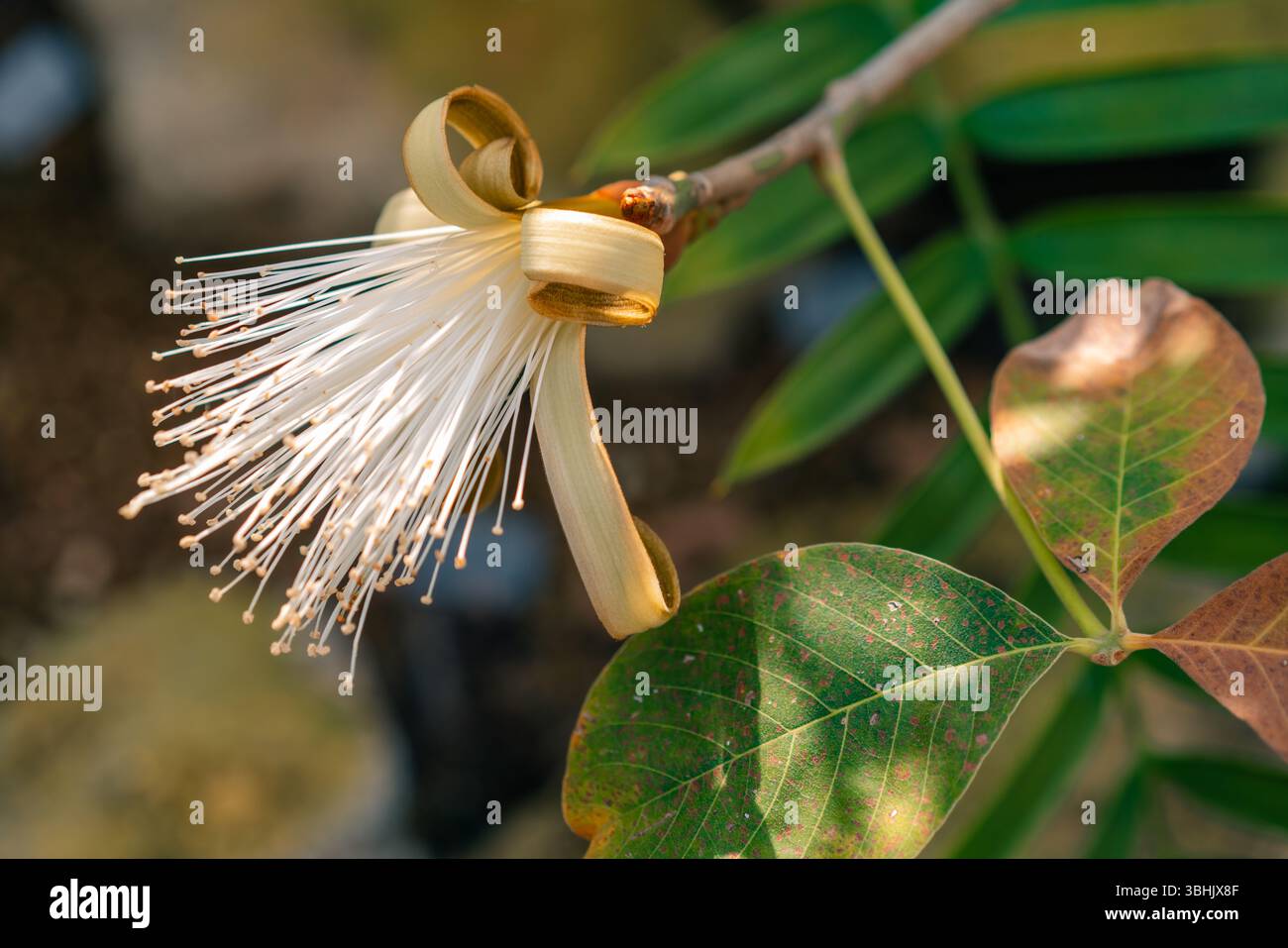 Fiore di Pachira aquatica, è un albero di palude tropicale della famiglia Malvaceae. giappone. Foto di alta qualità Foto Stock