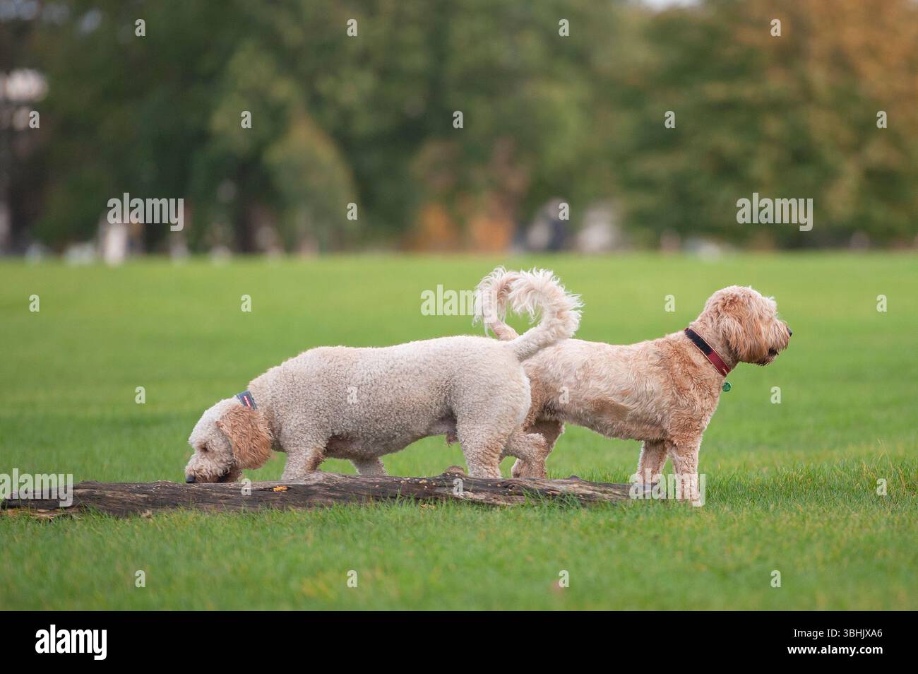 Una vita di cani Foto Stock
