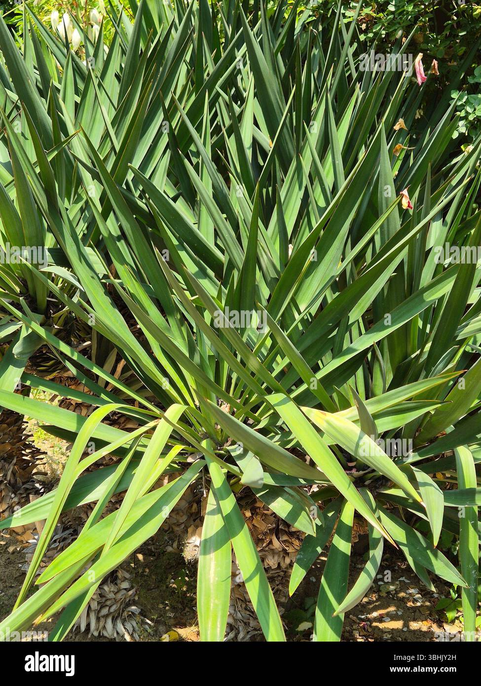 Giardino Yucca filamentosa. foglie lunghe verdi. boccola verde. pianta ornamentale. nella foto senza fioritura - Immagine stock catturata con smartphone