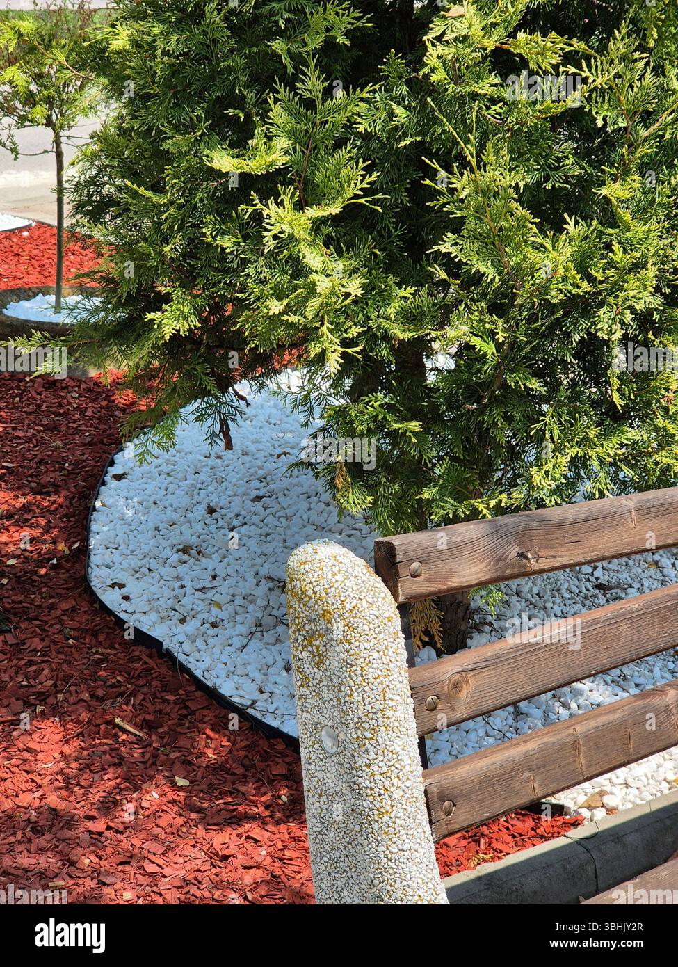Panchina in legno sullo sfondo di un'aiuola decorativa e di un albero di conifere. Filiali Thuja. design paesaggistico. ciottoli decorativi bianchi - Immagine stock catturata con smartphone