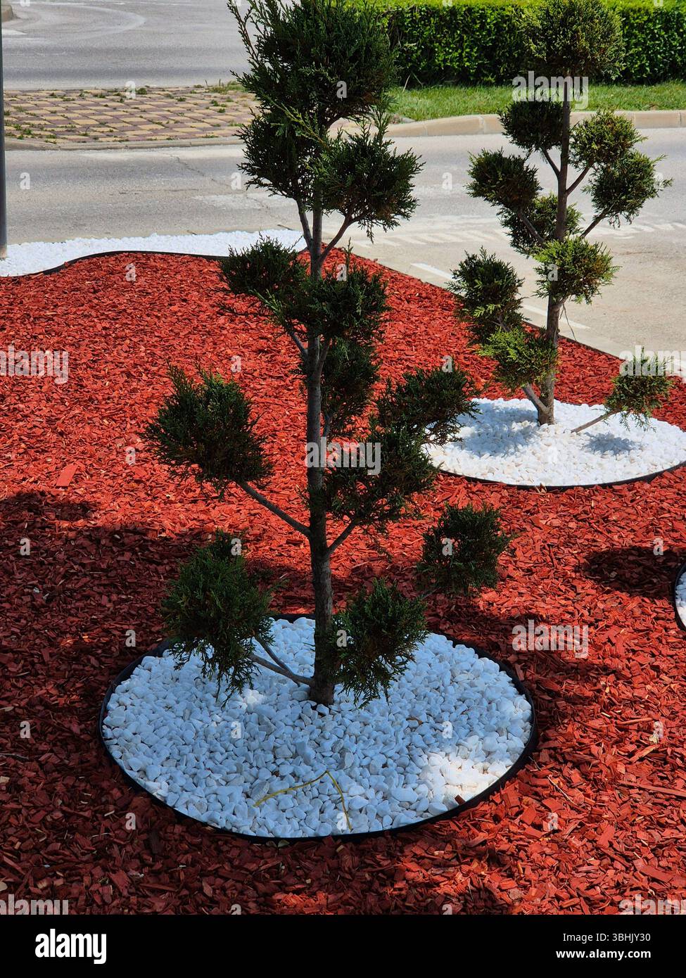 Decorazioni decorative per fiori e giardini. bellissima aiuola. ciottoli bianchi decorativi - Immagine stock catturata con smartphone