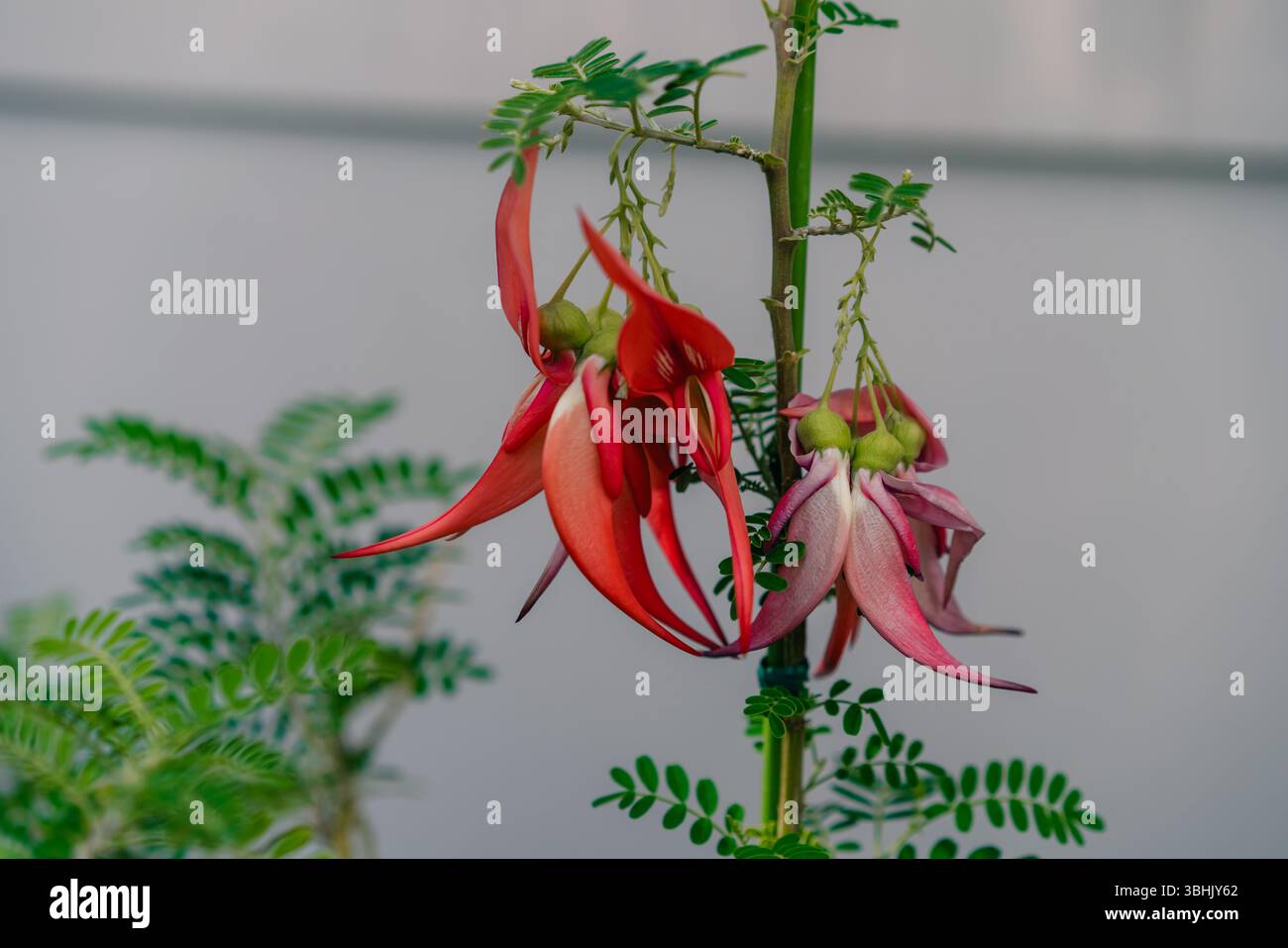 Fiori di Kakabeak Clianthus puniceus in via di estinzione. Foto di alta qualità Foto Stock