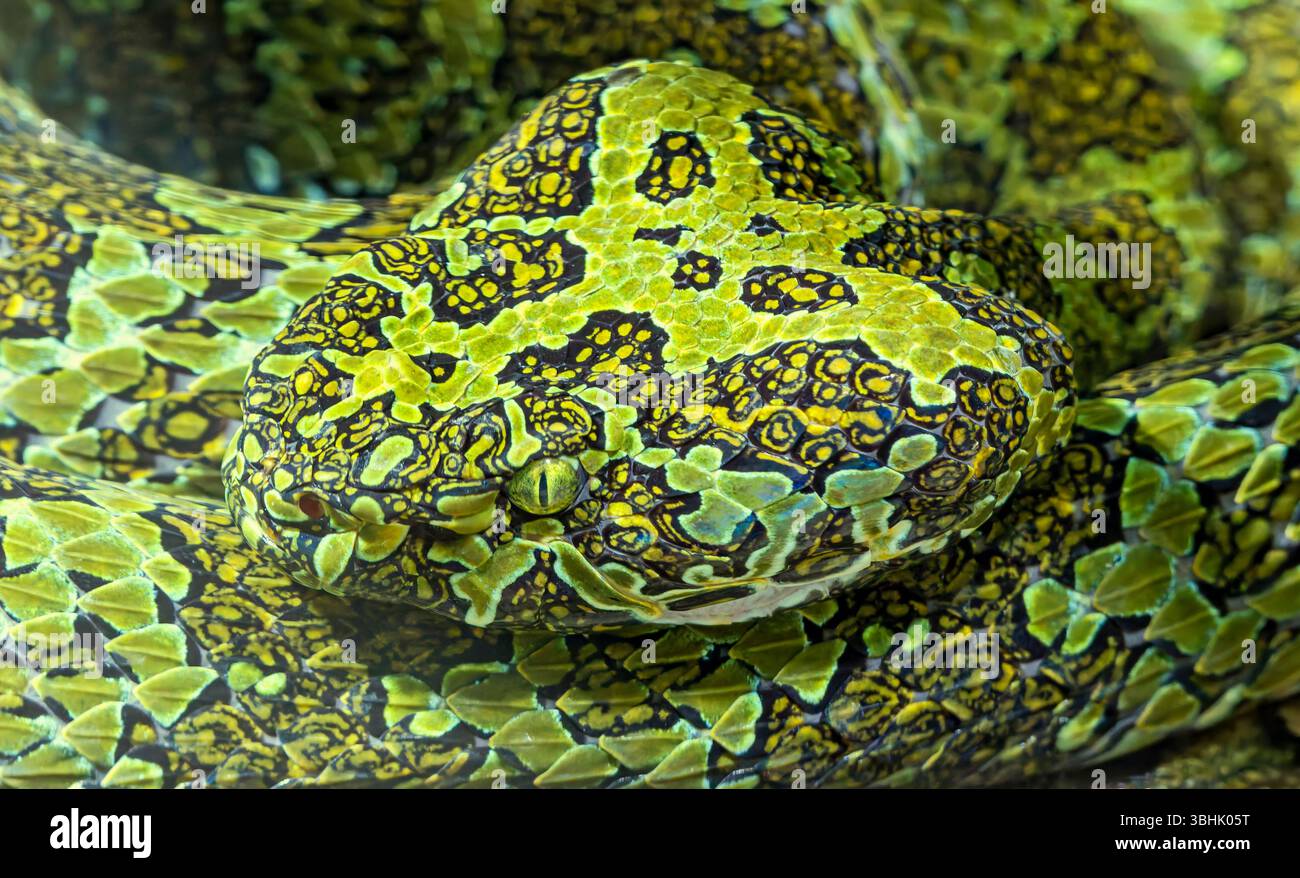 Vista ravvicinata di una vipera della fossa di Mangshan (Protobothrops mangshanensis) Foto Stock